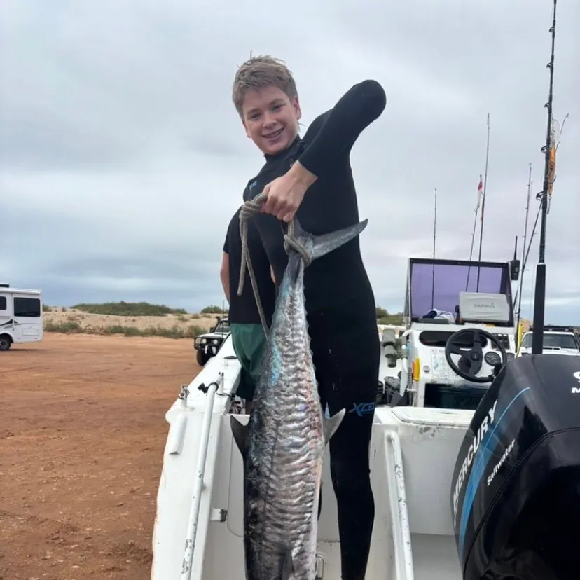 The most recent Narrow-barred Spanish mackerel catches on Fishbrain