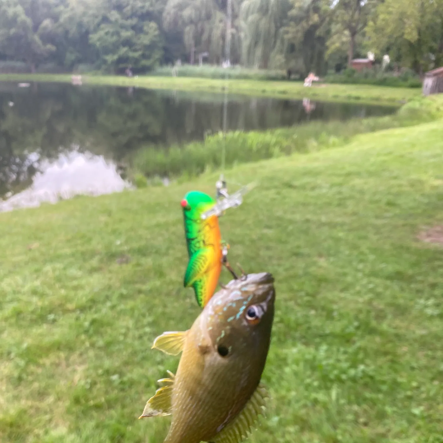 Green sunfish caught on Fishbrain