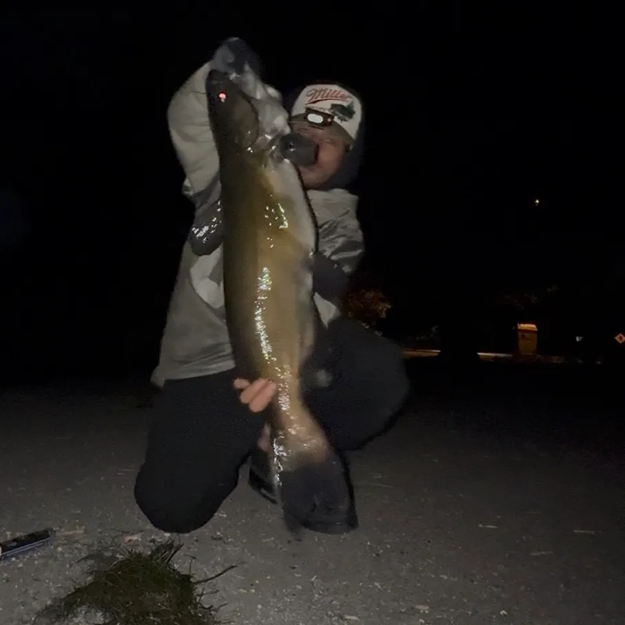 Channel catfish caught on Fishbrain