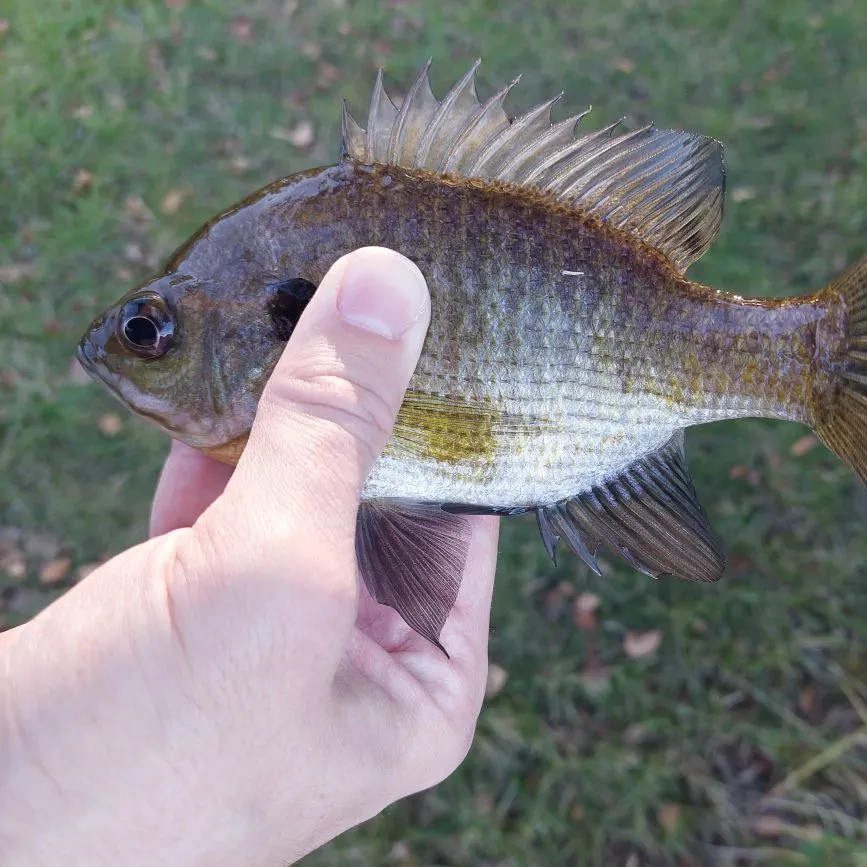 Bluegill caught on Fishbrain