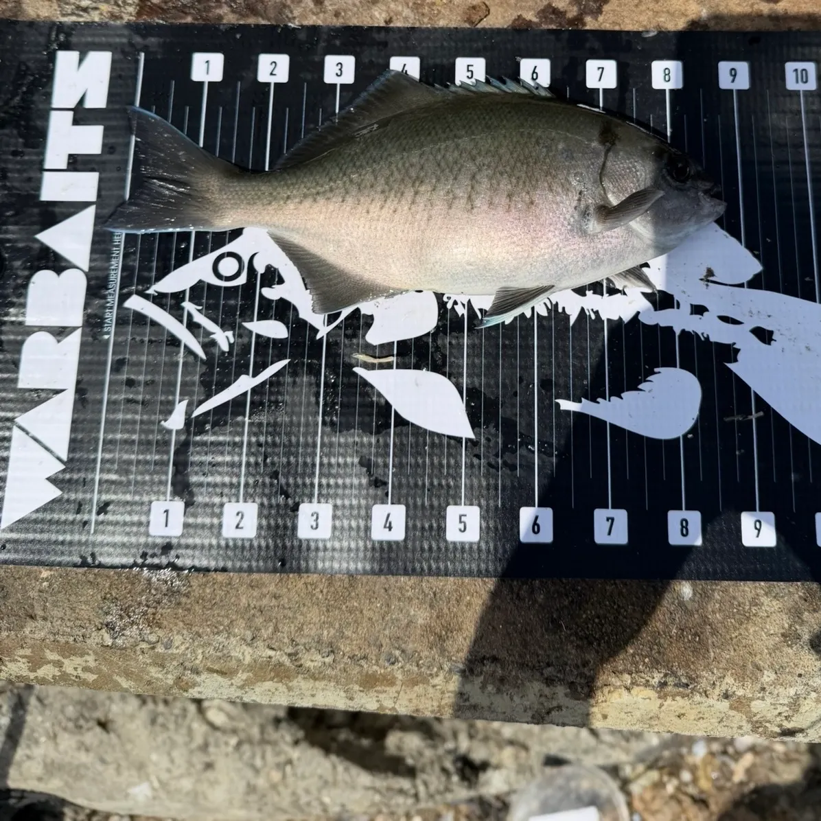 The most recent Halfmoon catches on Fishbrain