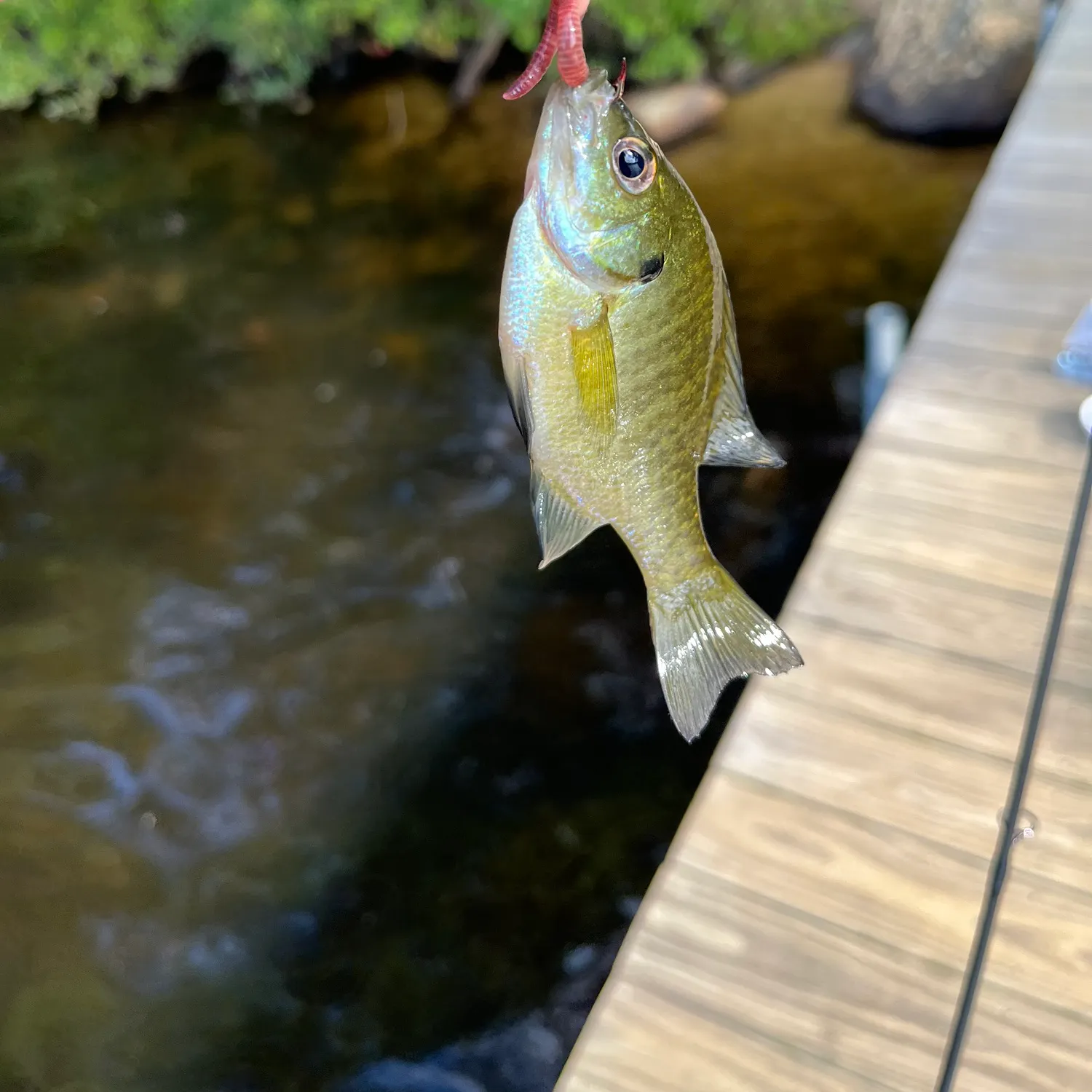 Bluegill caught on Fishbrain