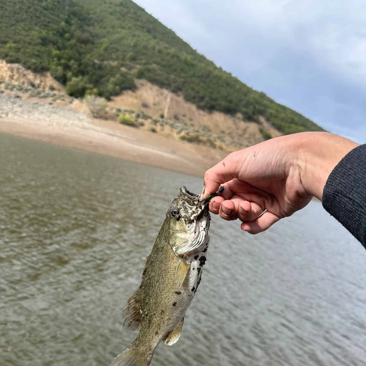 Smallmouth bass caught on Fishbrain