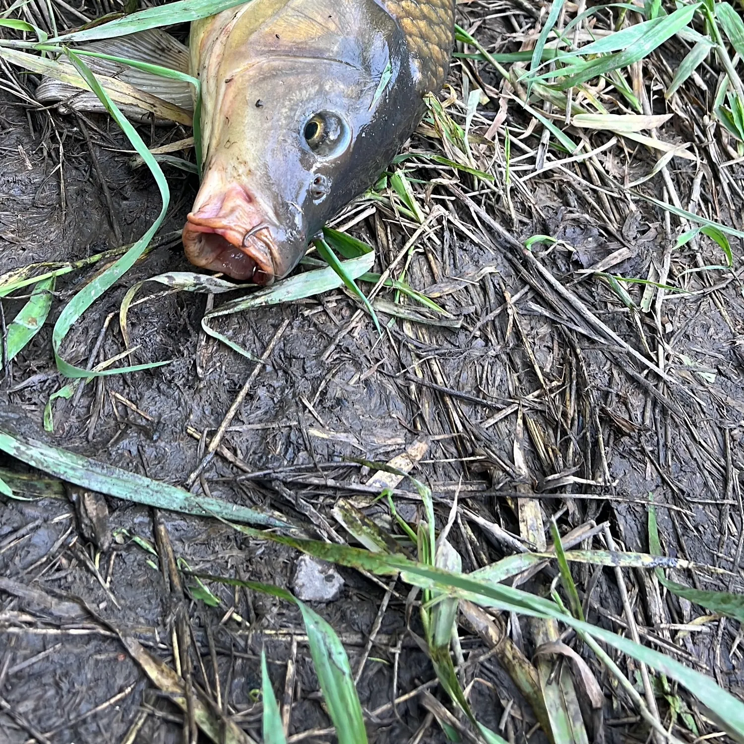The most recent Common carp catches on Fishbrain