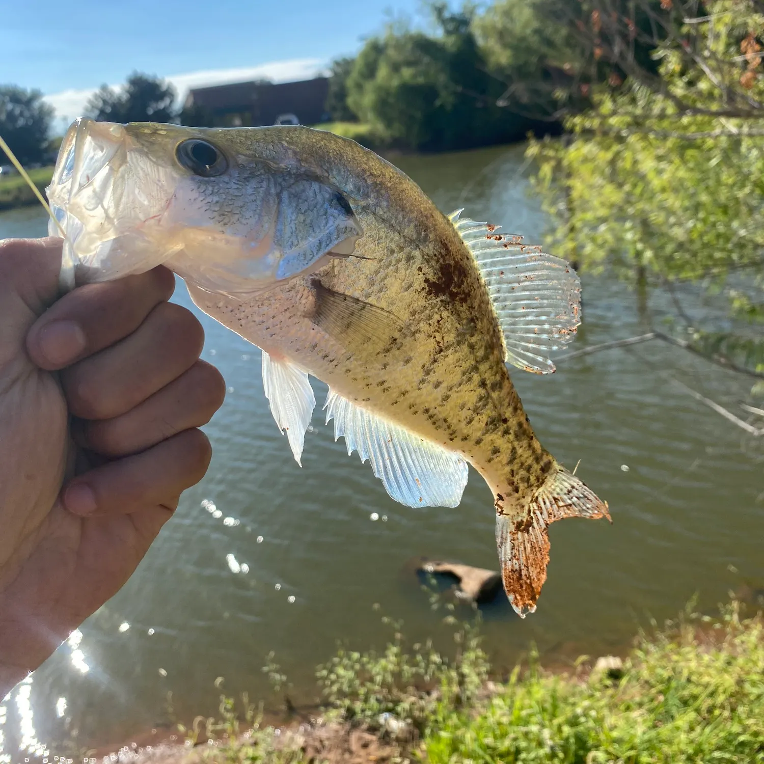White crappie caught on Fishbrain