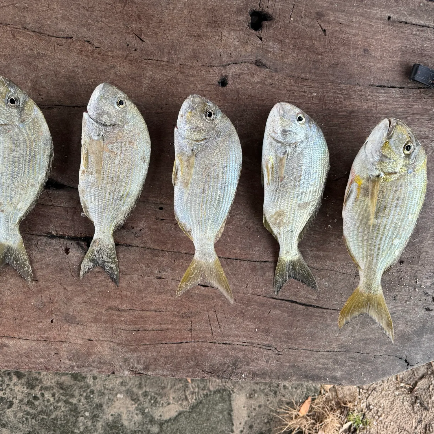 recently logged catches