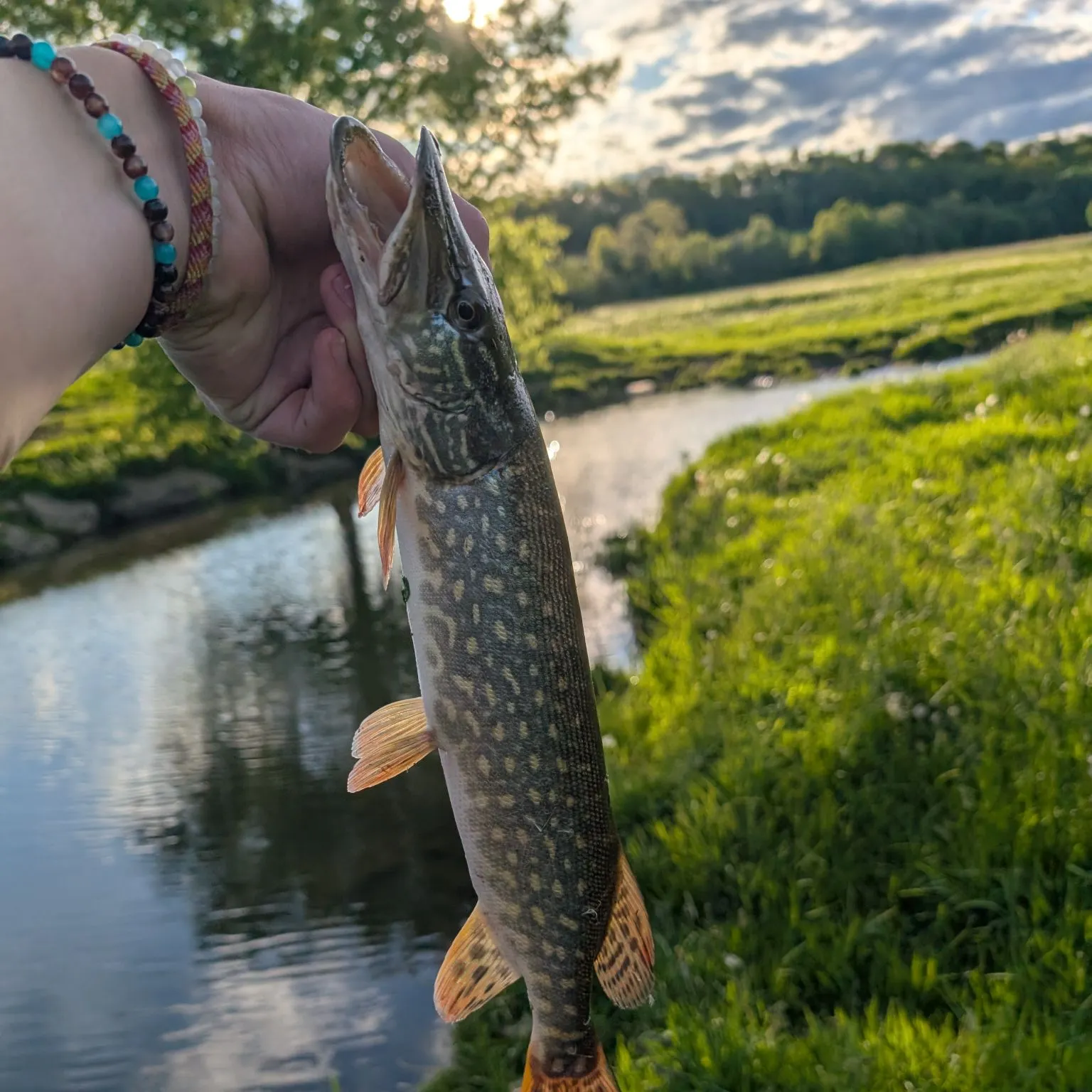 The most recent Northern pike catches on Fishbrain