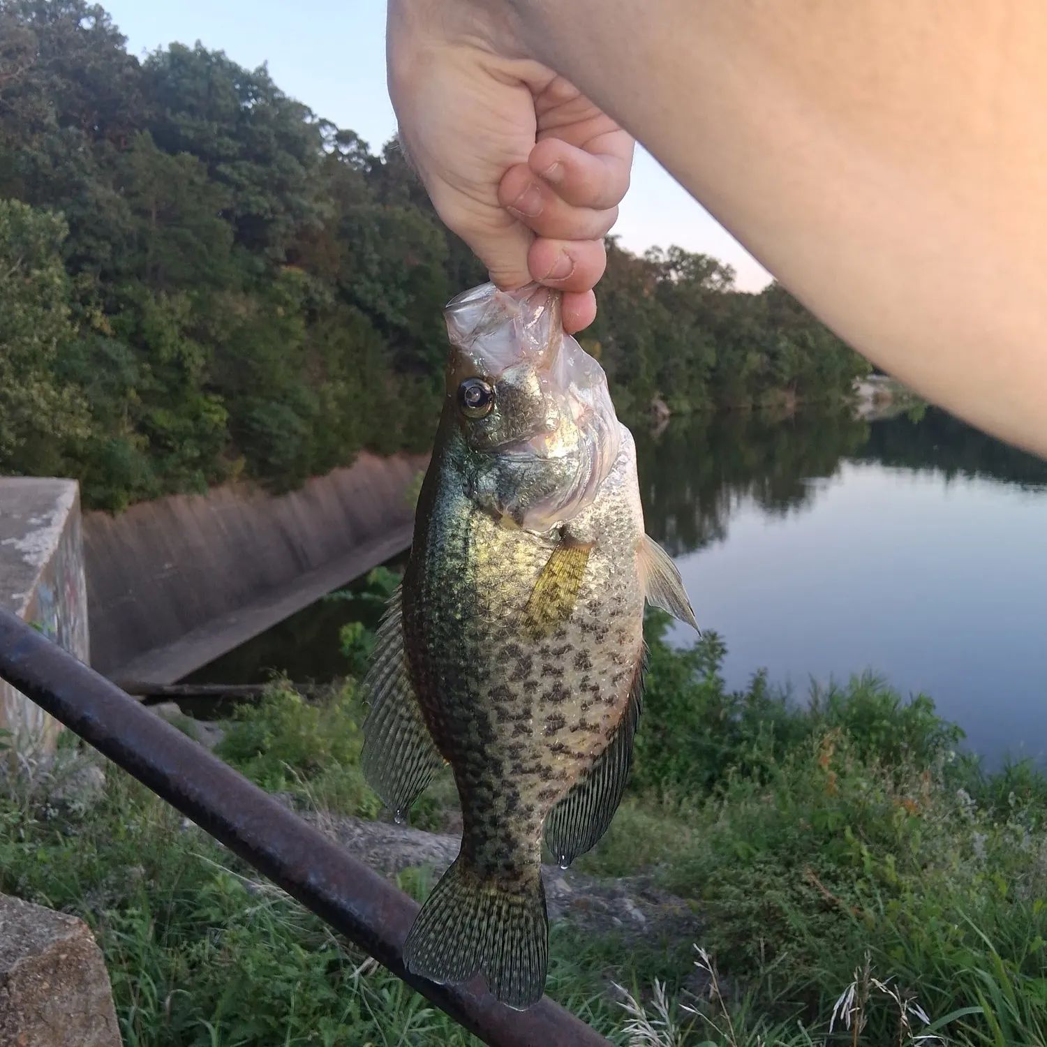 Black crappie caught on Fishbrain