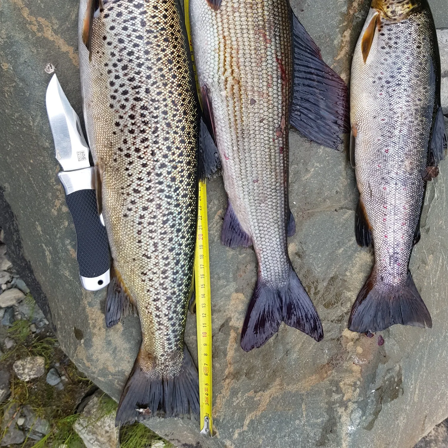 recently logged catches