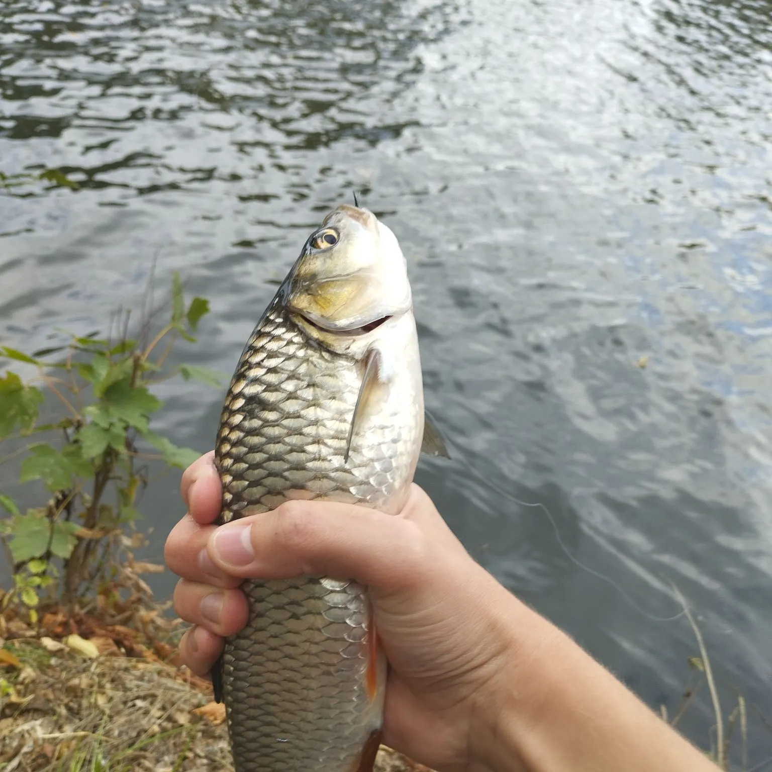 European chub caught on Fishbrain