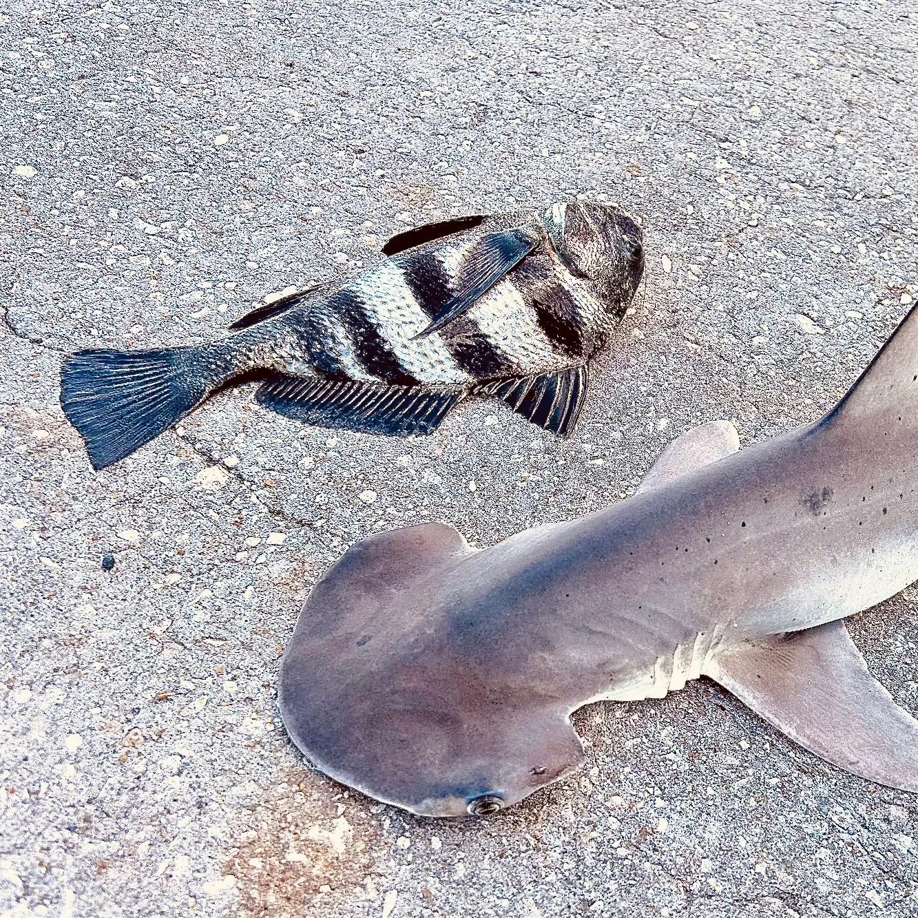 Black drum caught on Fishbrain