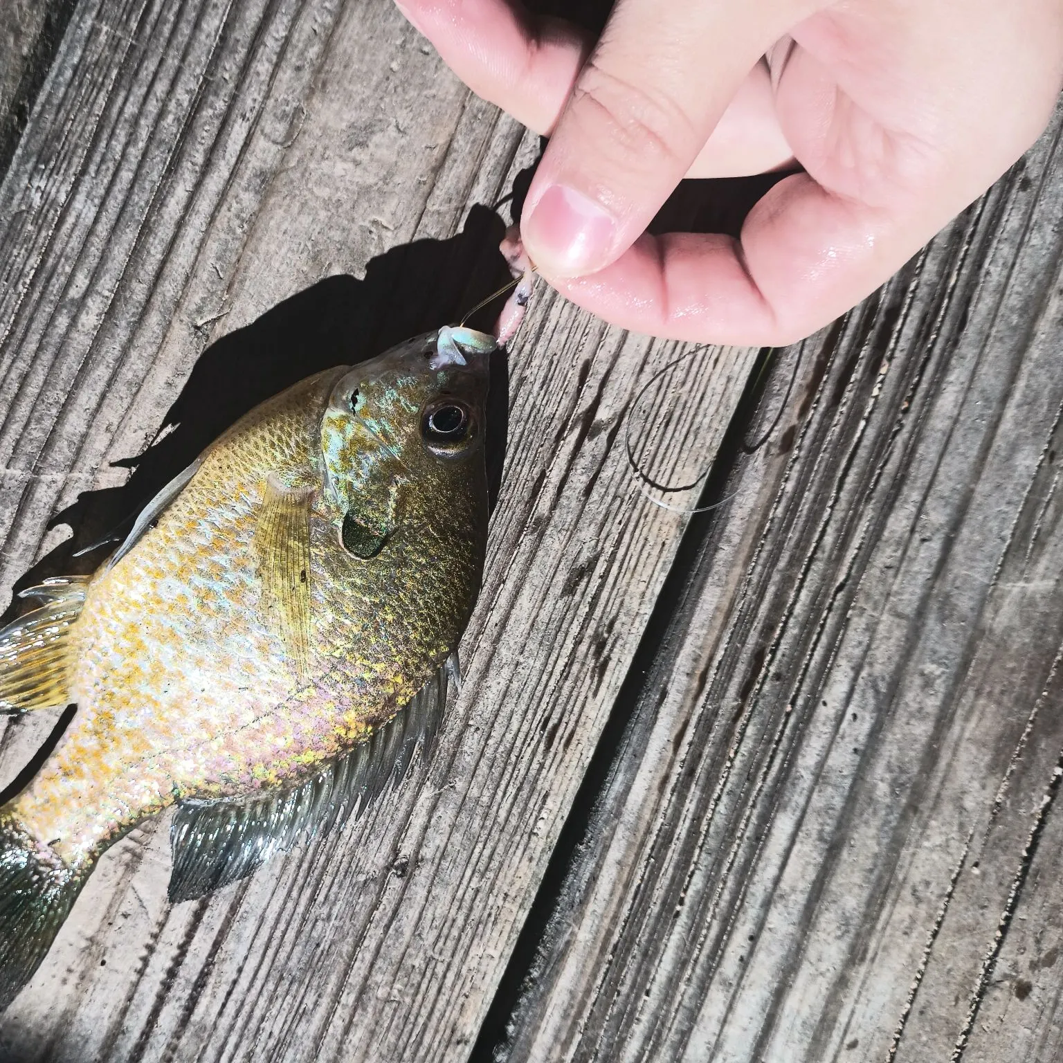 The most recent Greengill hybrid catches on Fishbrain