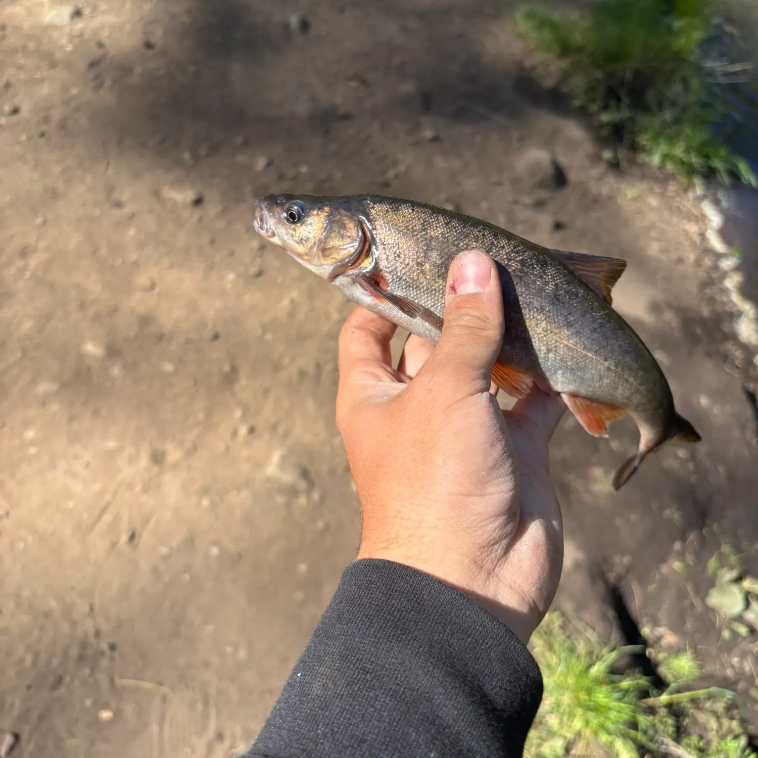 The most recent Humpback chub catches on Fishbrain