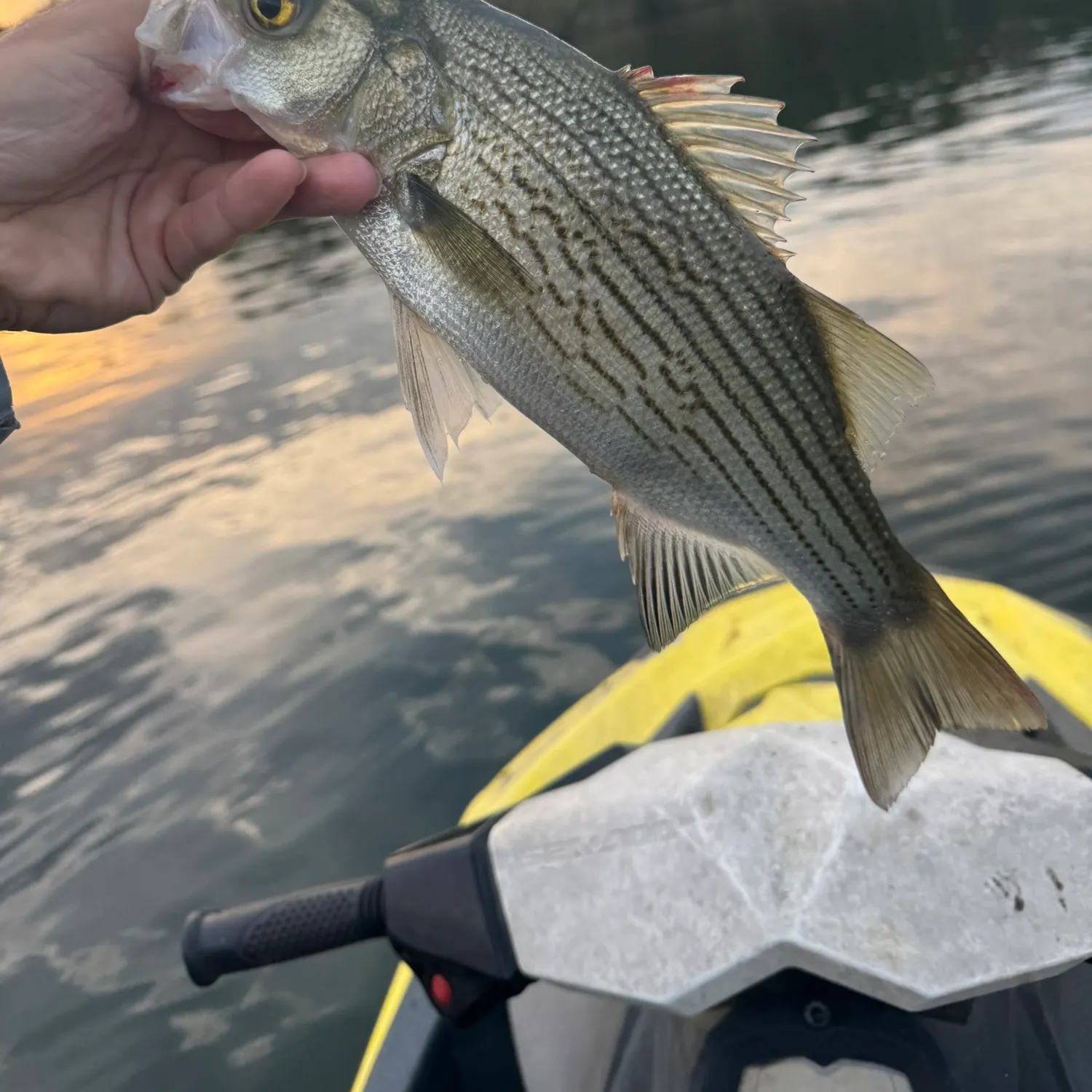 Striped bass caught on Fishbrain