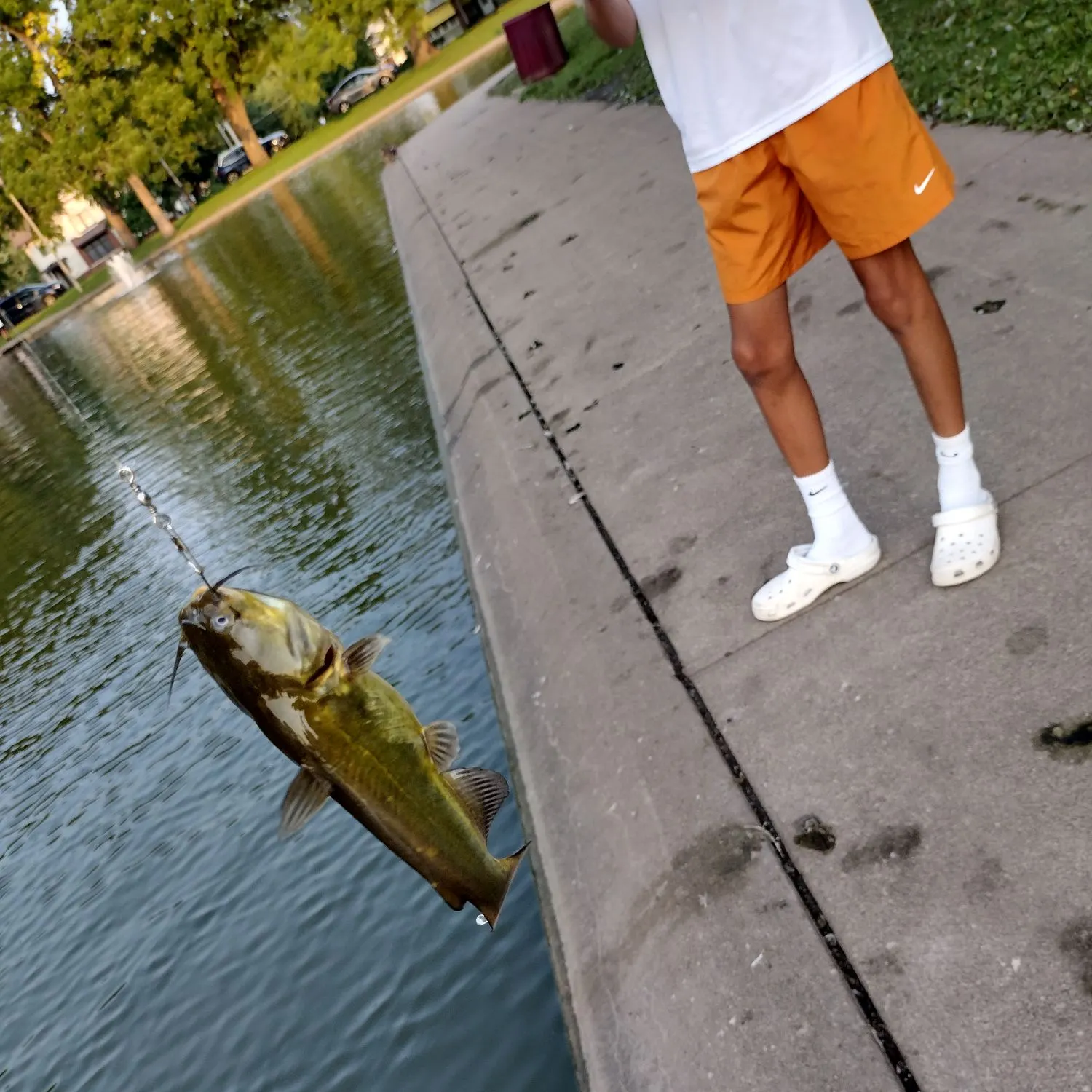 Channel catfish caught on Fishbrain