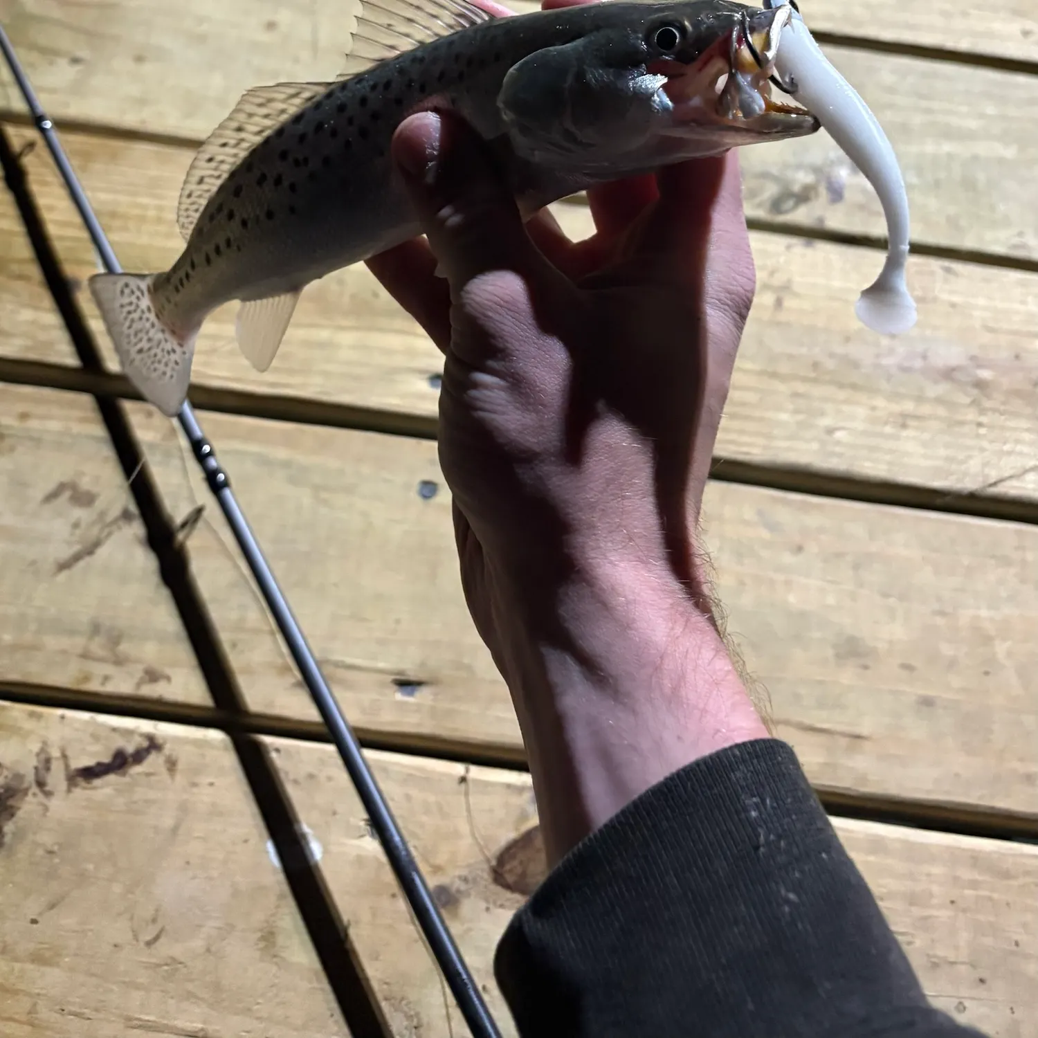 Spotted seatrout caught on Fishbrain