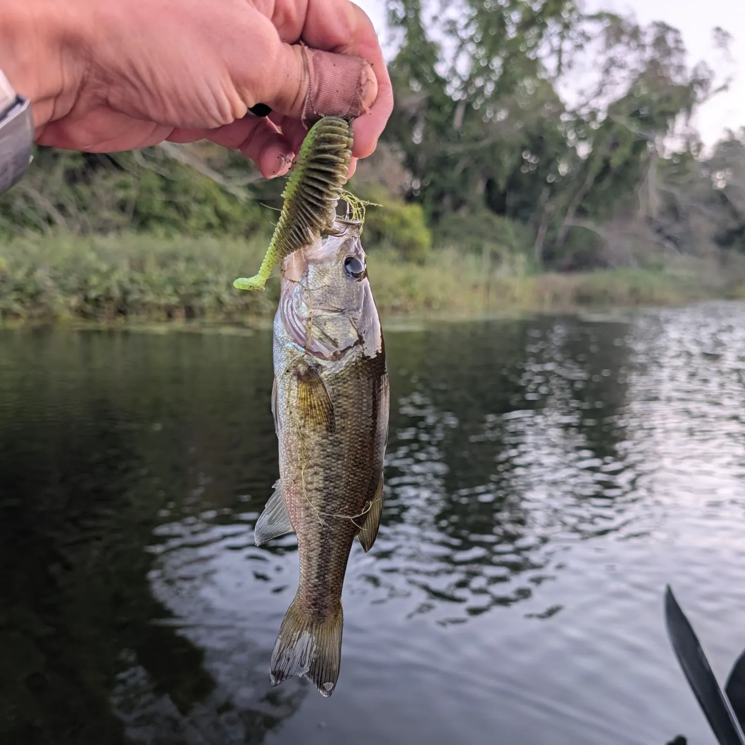 Largemouth bass caught on Fishbrain