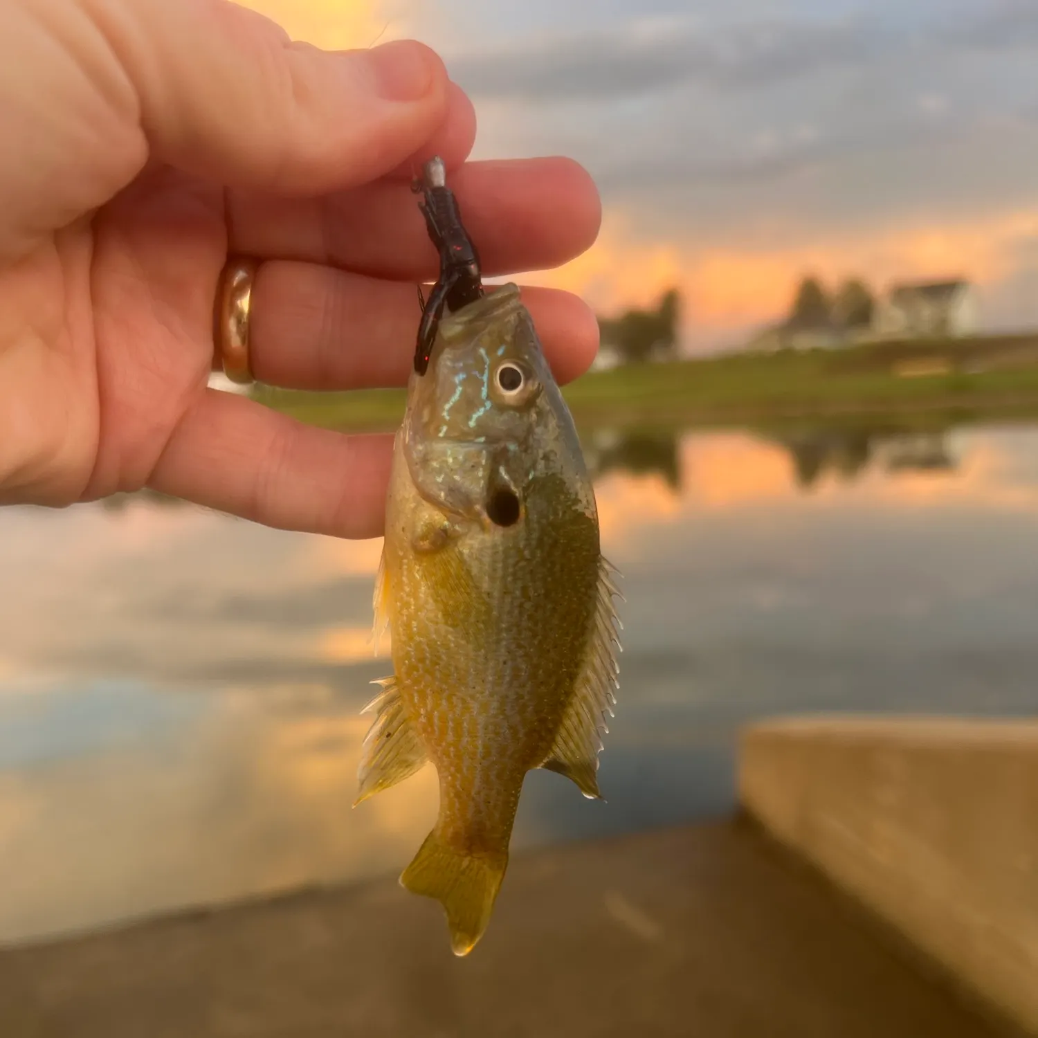 Green sunfish caught on Fishbrain