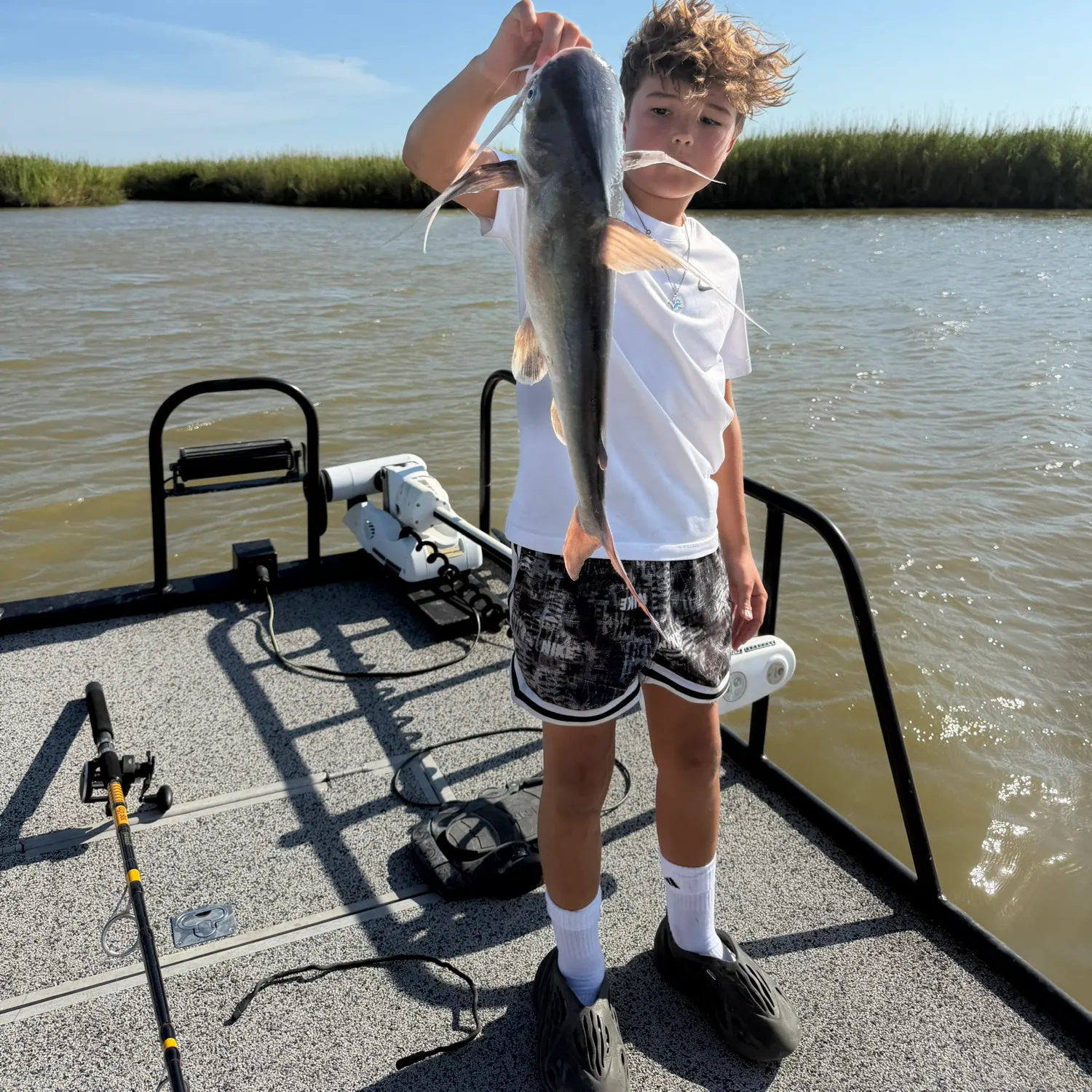 Gafftopsail sea catfish caught on Fishbrain
