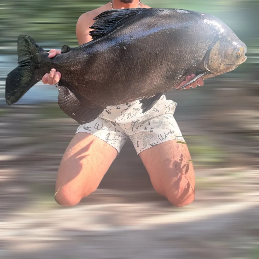 The most recent Red-bellied pacu catches on Fishbrain
