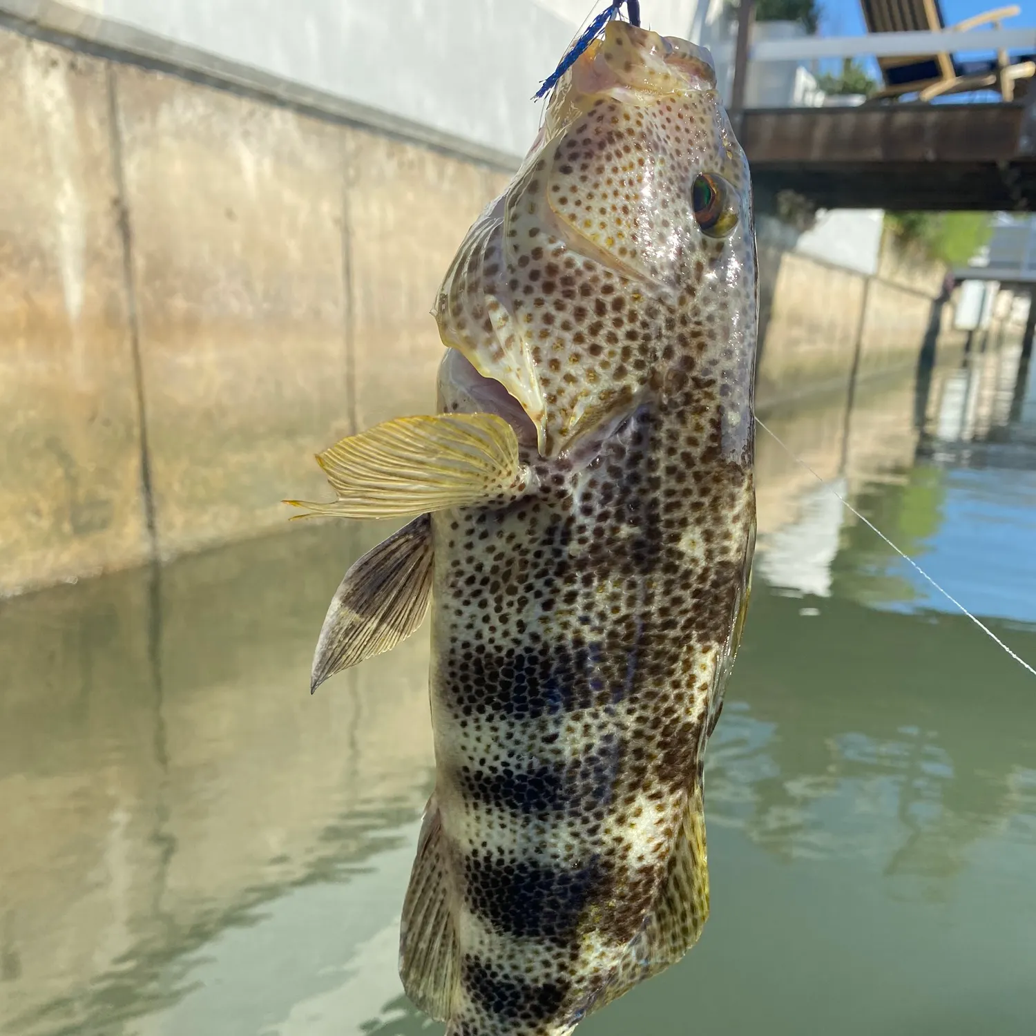 Spotted sand bass caught on Fishbrain