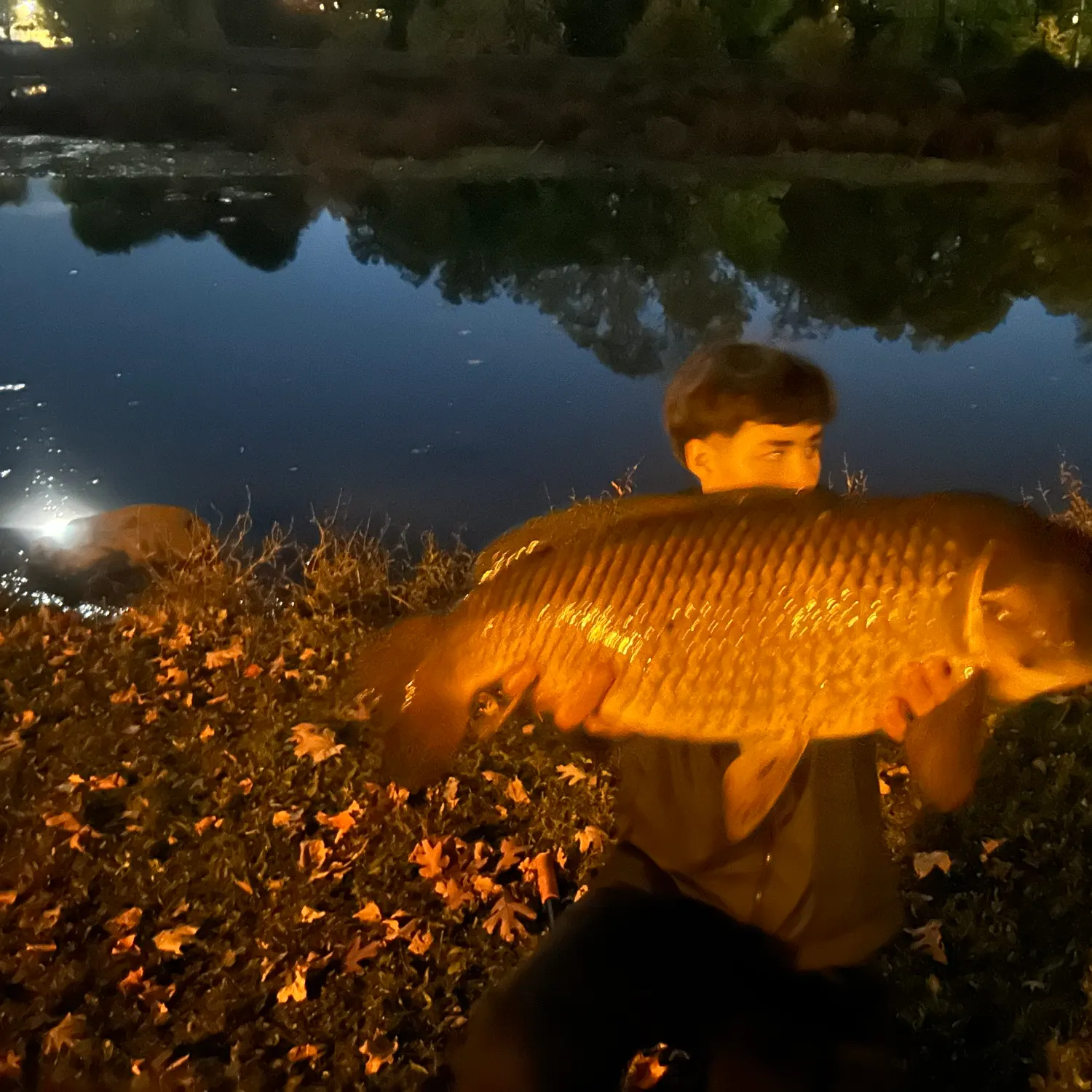 Common carp caught on Fishbrain