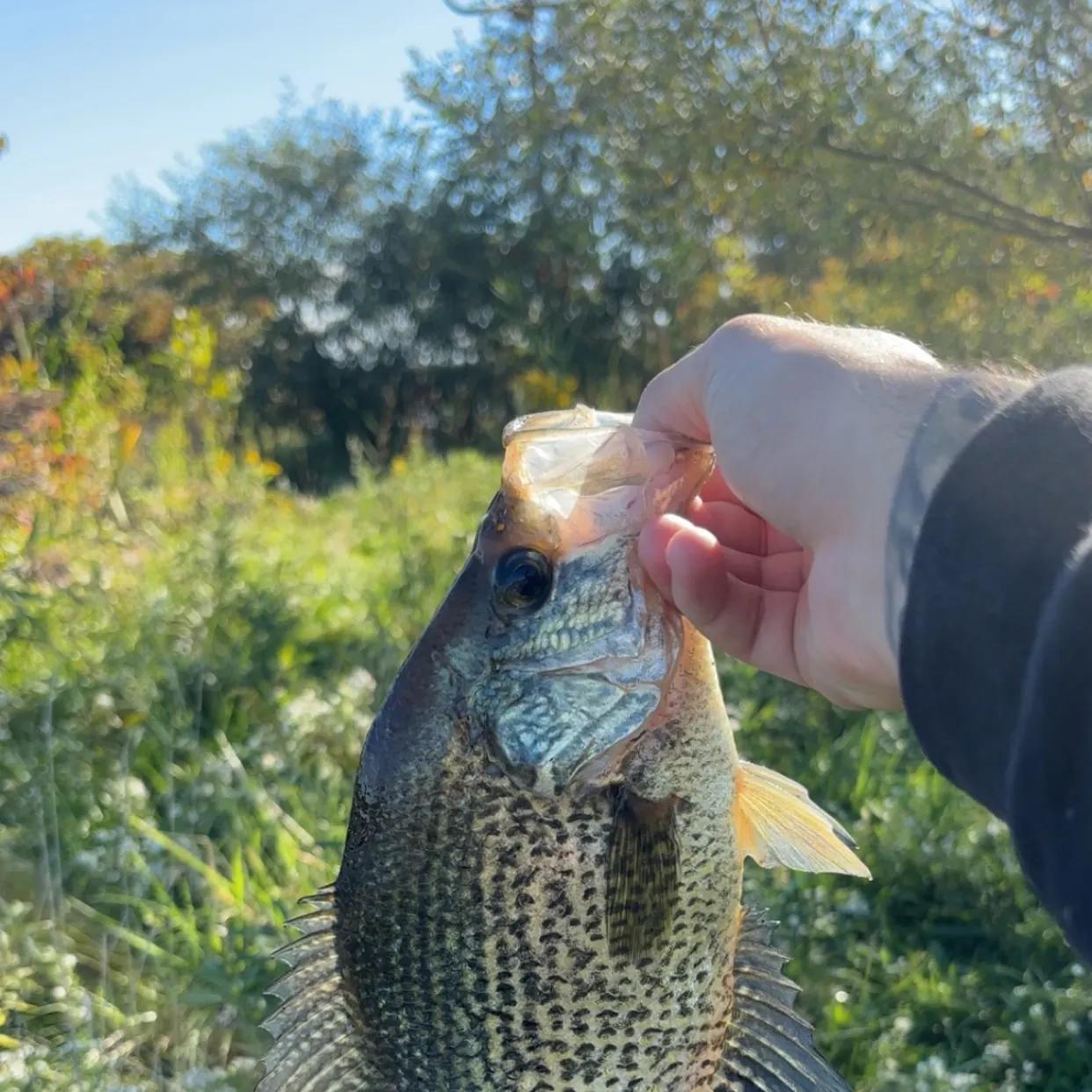 Black crappie caught on Fishbrain