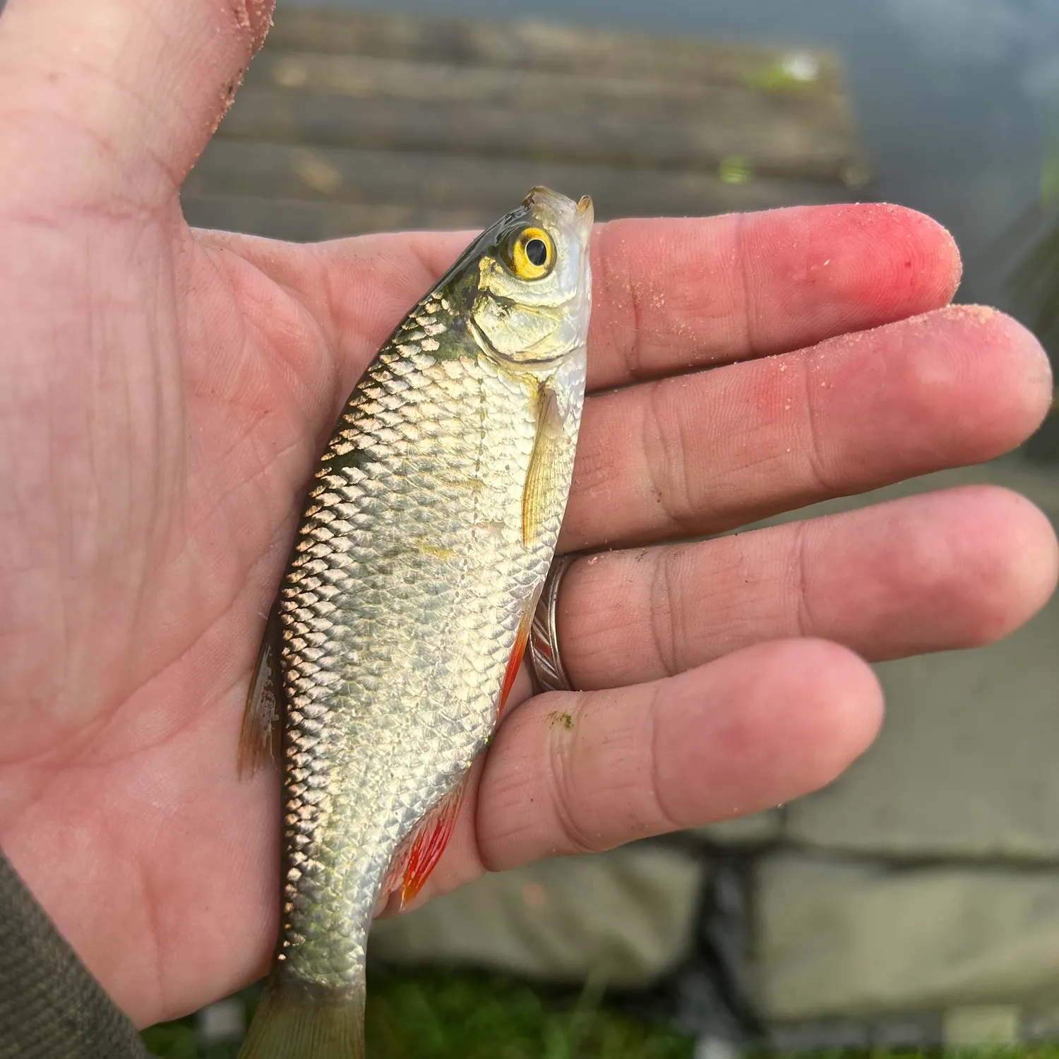 Common rudd caught on Fishbrain