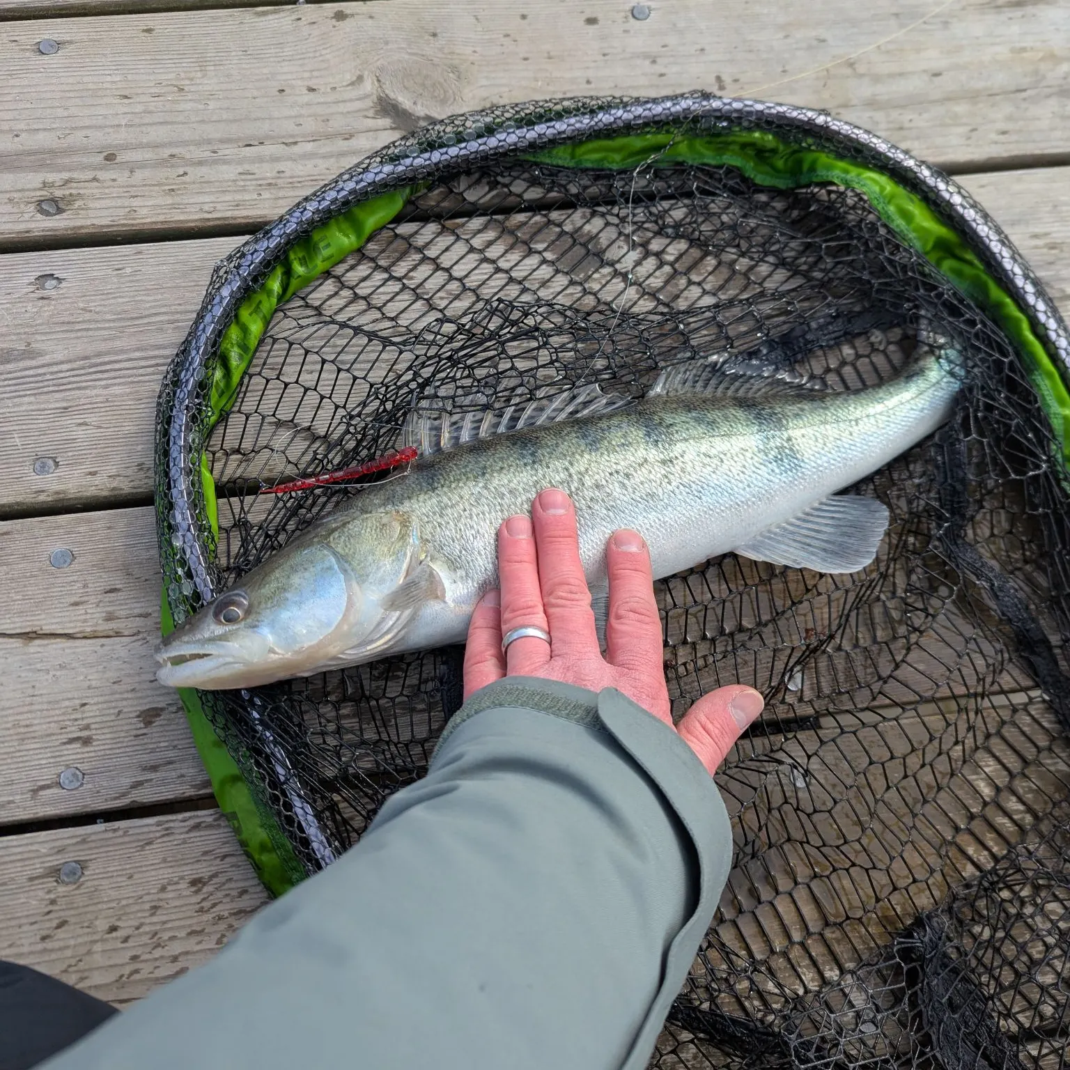 The most recent Zander catches on Fishbrain