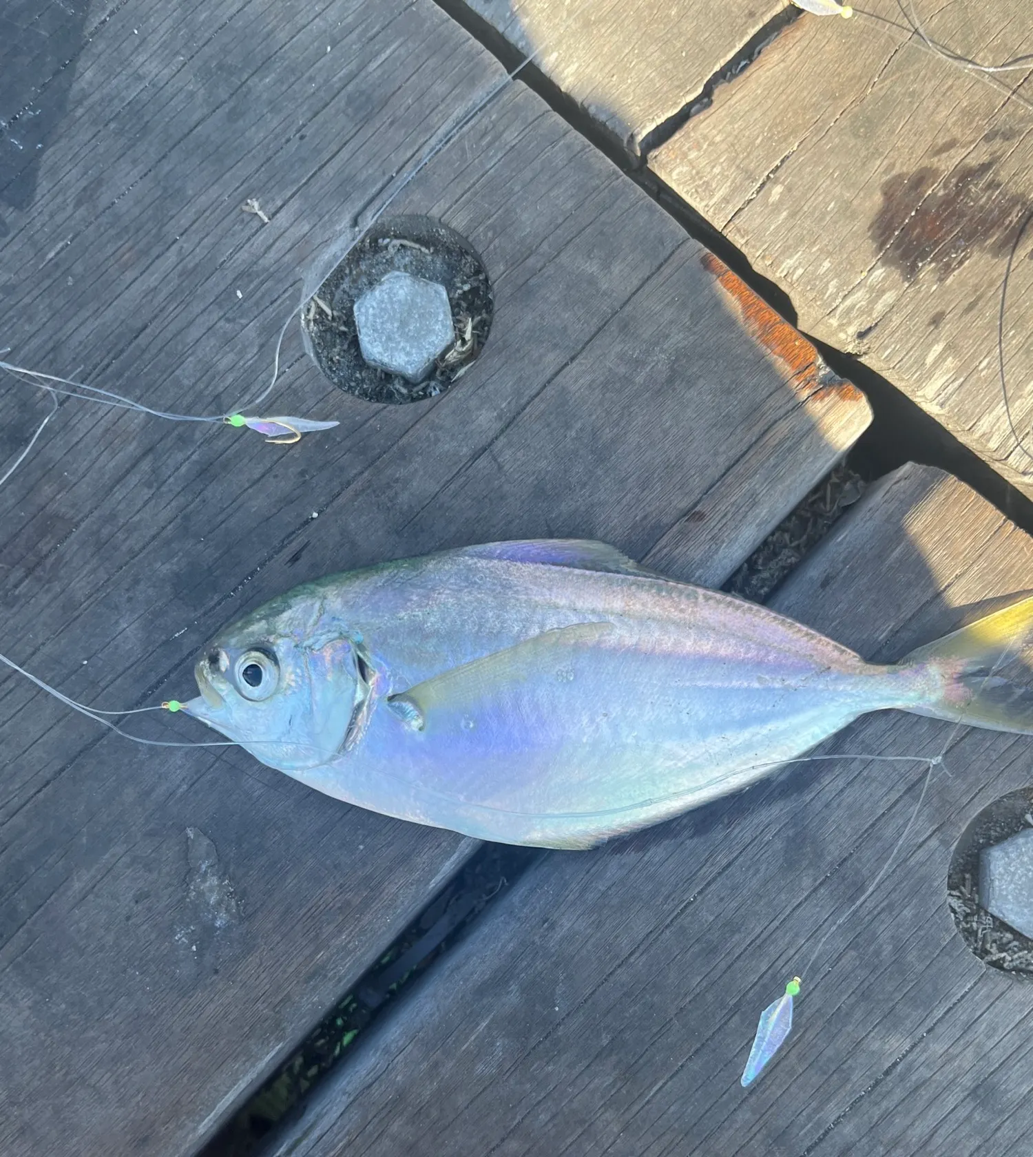 The most popular recent Pacific pompano catch on Fishbrain