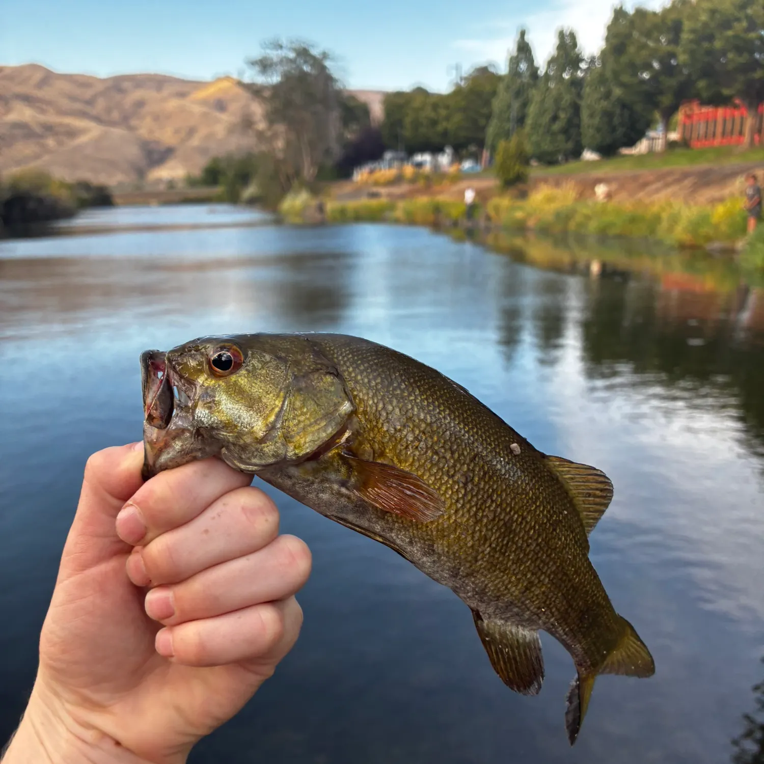 Smallmouth bass caught on Fishbrain