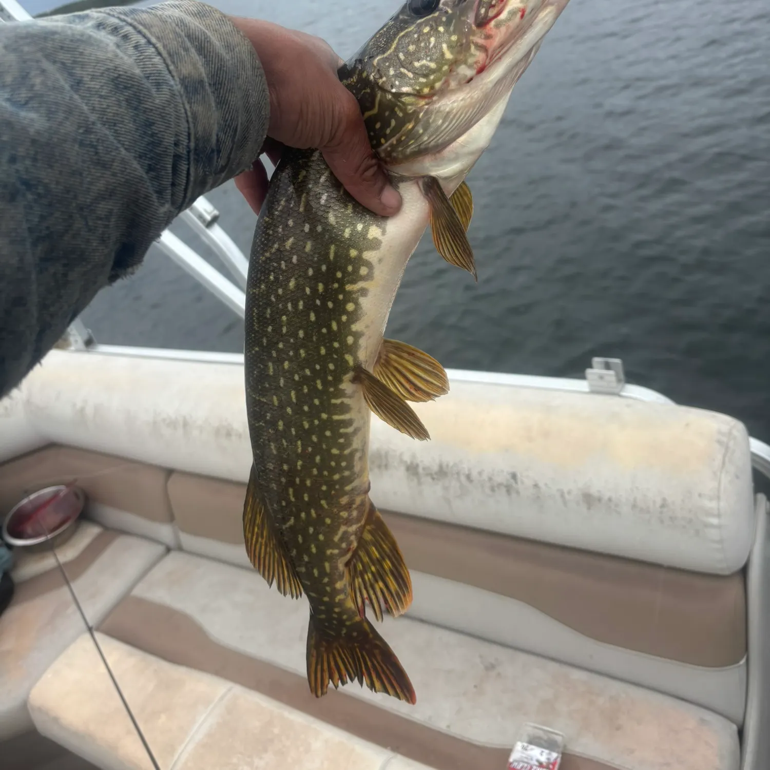 Northern pike caught on Fishbrain