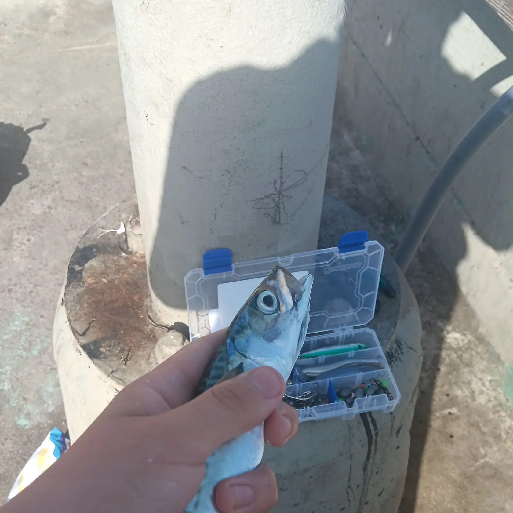 The most recent Pacific chub mackerel catches on Fishbrain