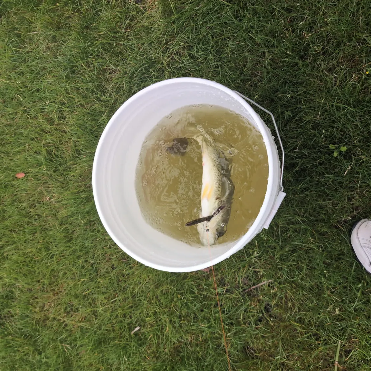 The most recent Corvina drum catches on Fishbrain