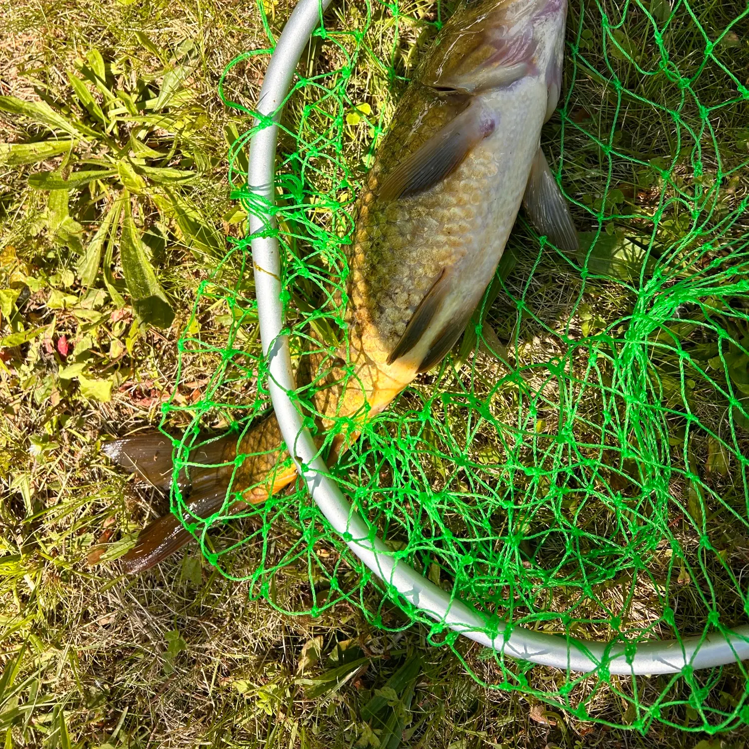 Common carp caught on Fishbrain