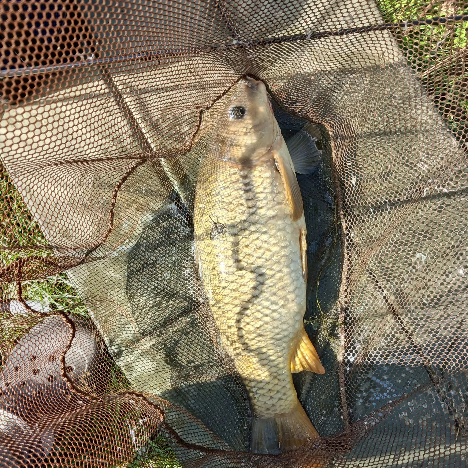 Common carp caught on Fishbrain