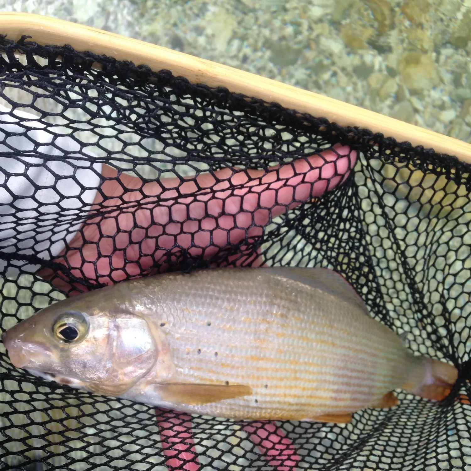European grayling caught on Fishbrain