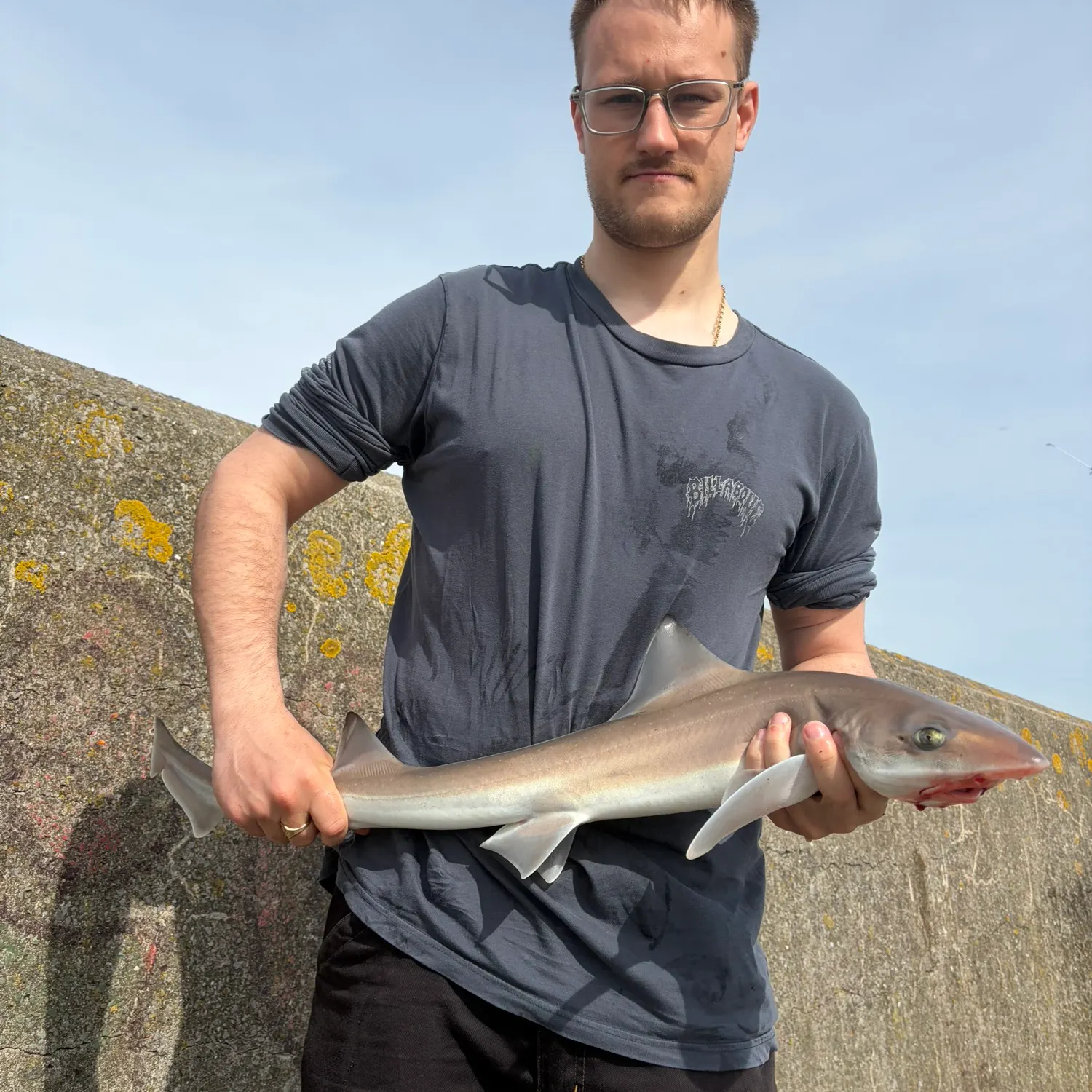The most recent Starry smooth-hound catches on Fishbrain