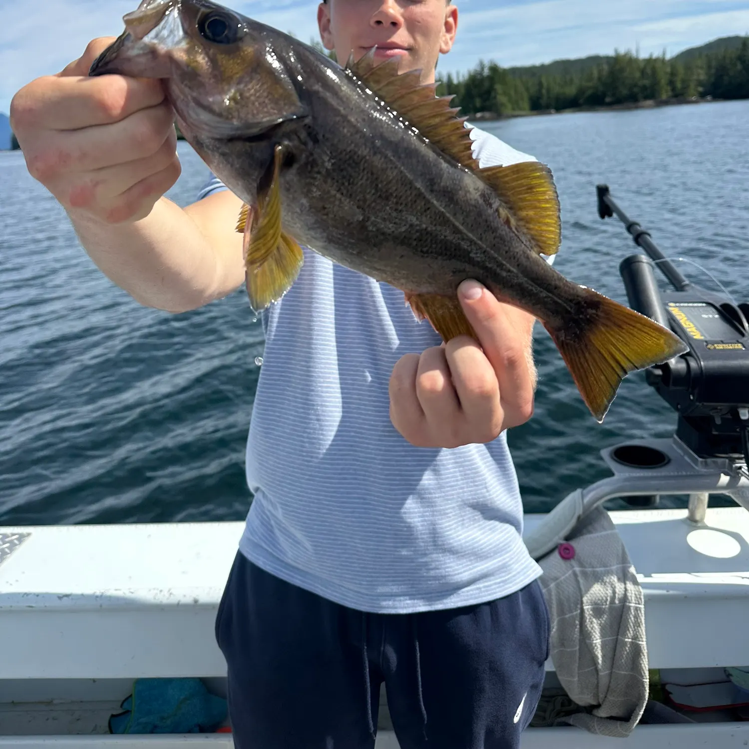 The most recent Yellowtail rockfish catches on Fishbrain