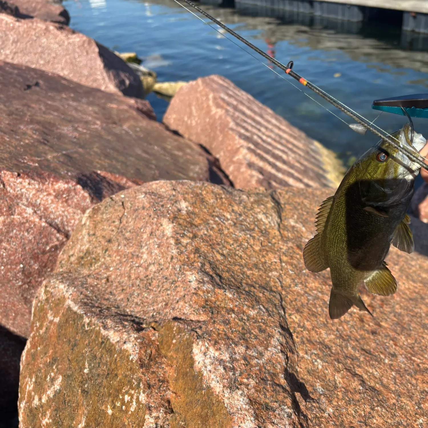 Smallmouth bass caught on Fishbrain