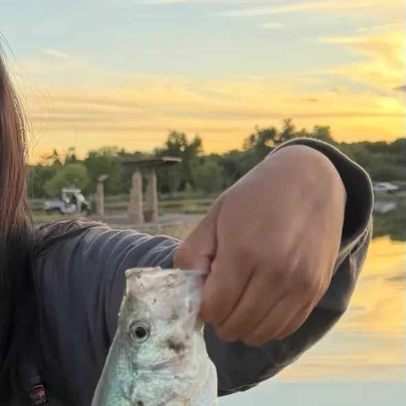 White crappie caught on Fishbrain