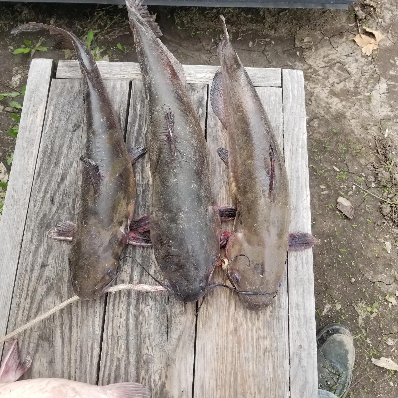 angler catch