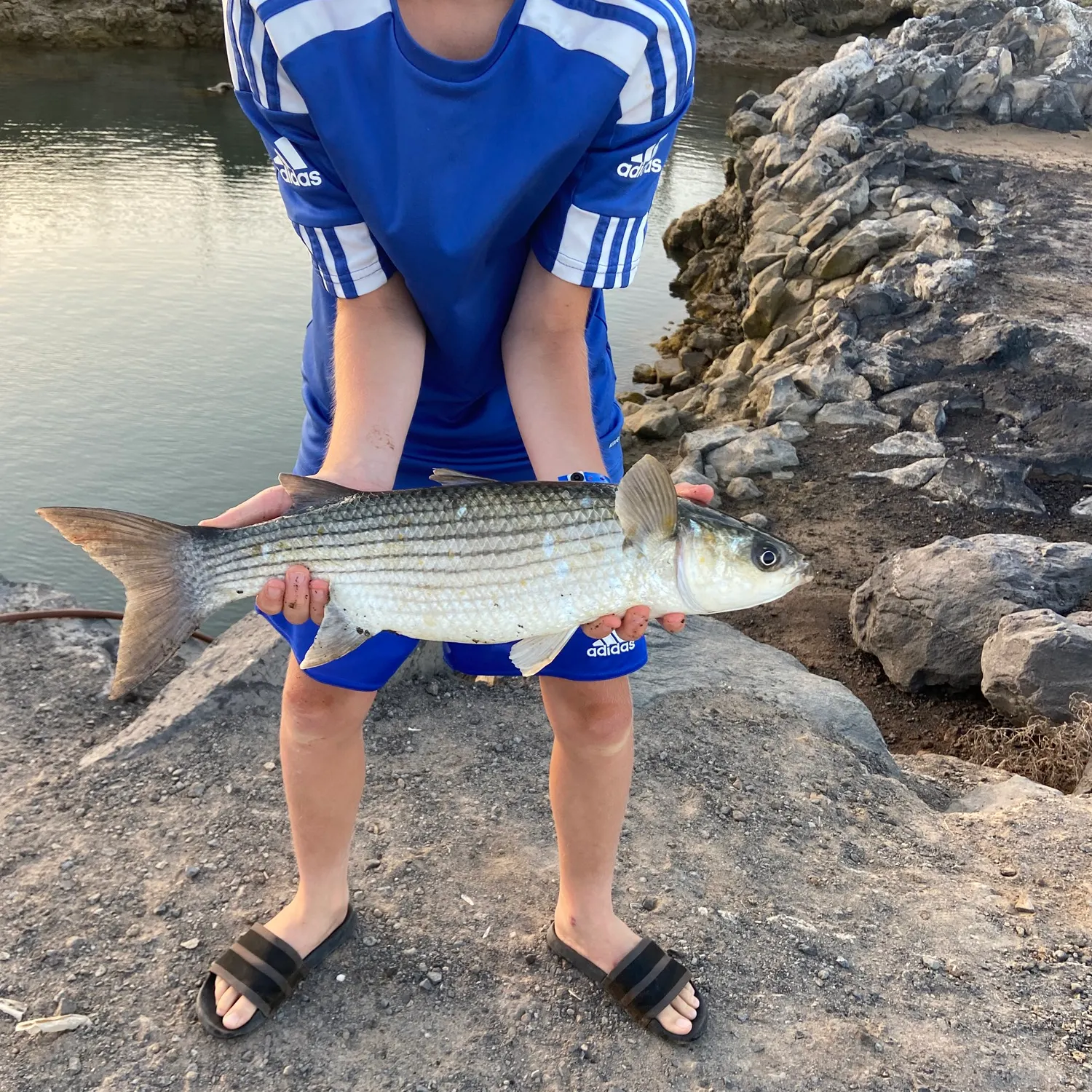 The most recent Striped mullet catches on Fishbrain