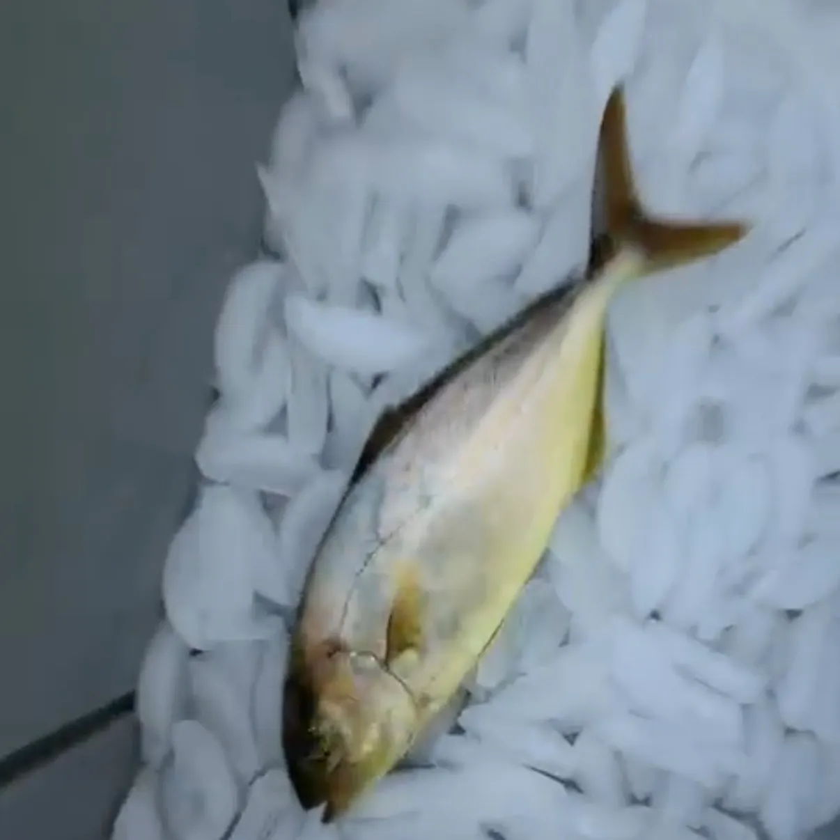The most recent Greater amberjack catches on Fishbrain