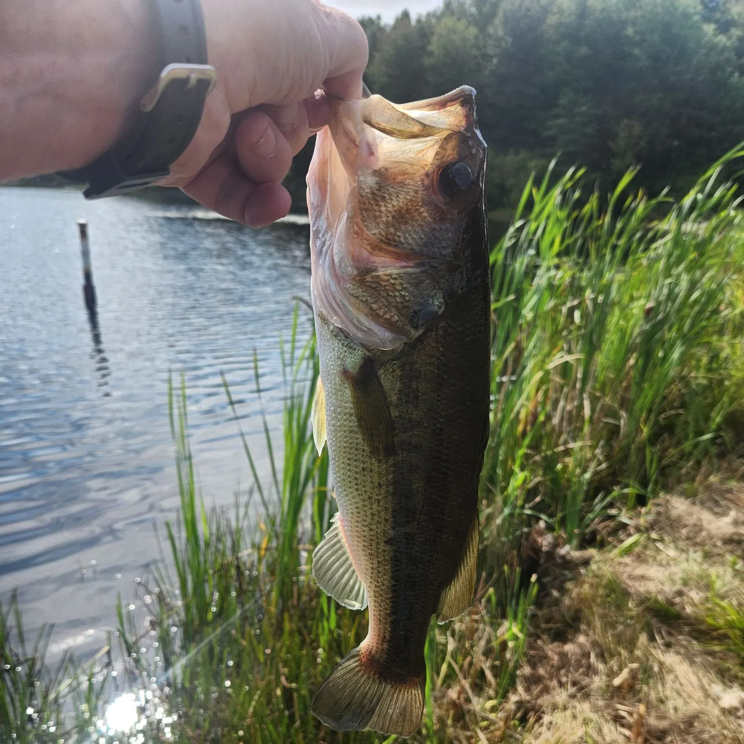 Largemouth bass caught on Fishbrain