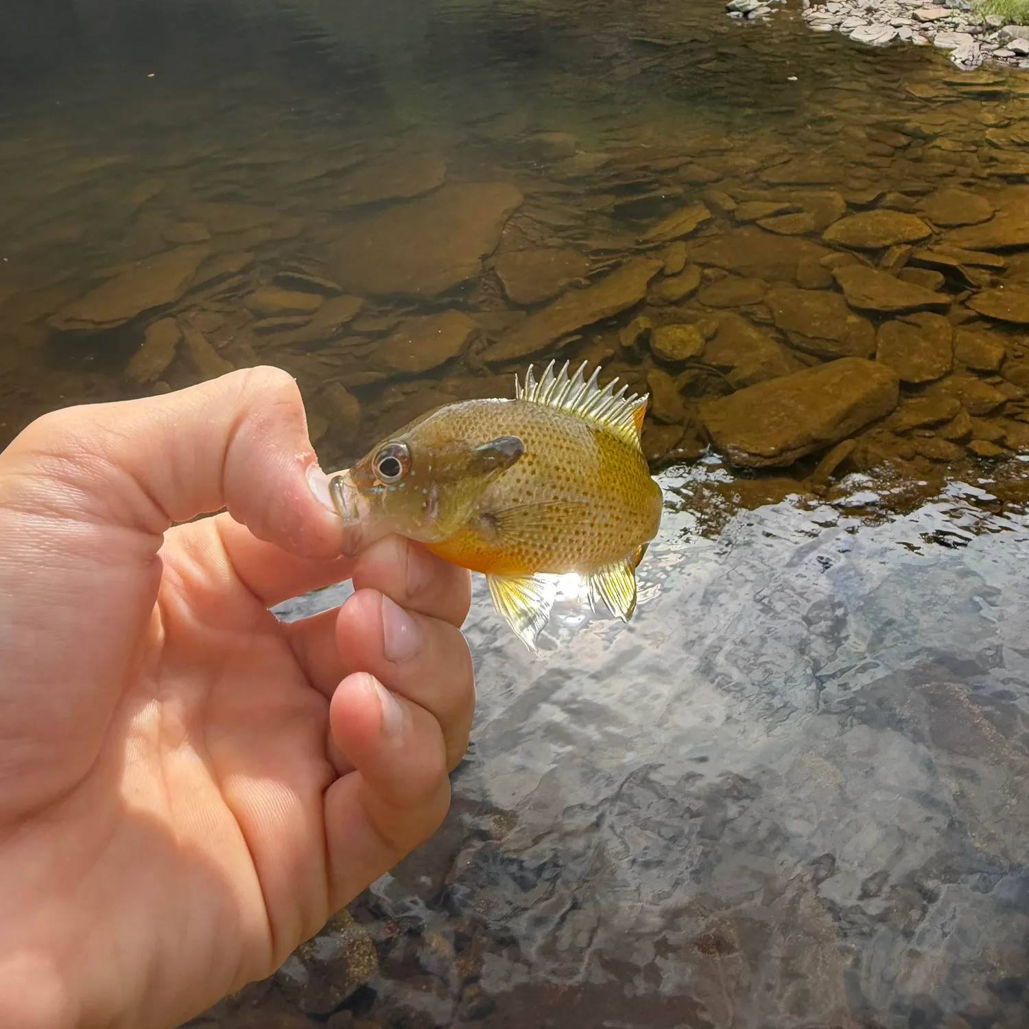 The most recent Spotted sunfish catches on Fishbrain