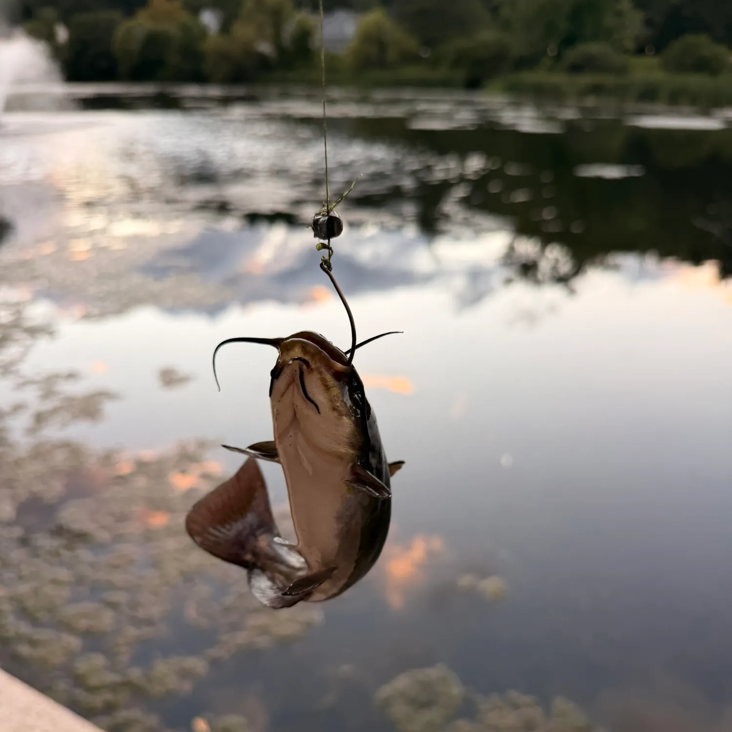 Black bullhead caught on Fishbrain