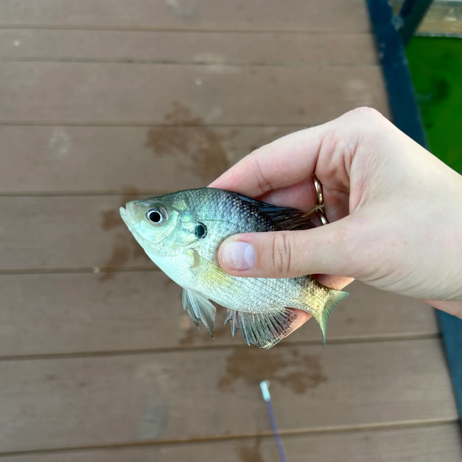 Bluegill caught on Fishbrain