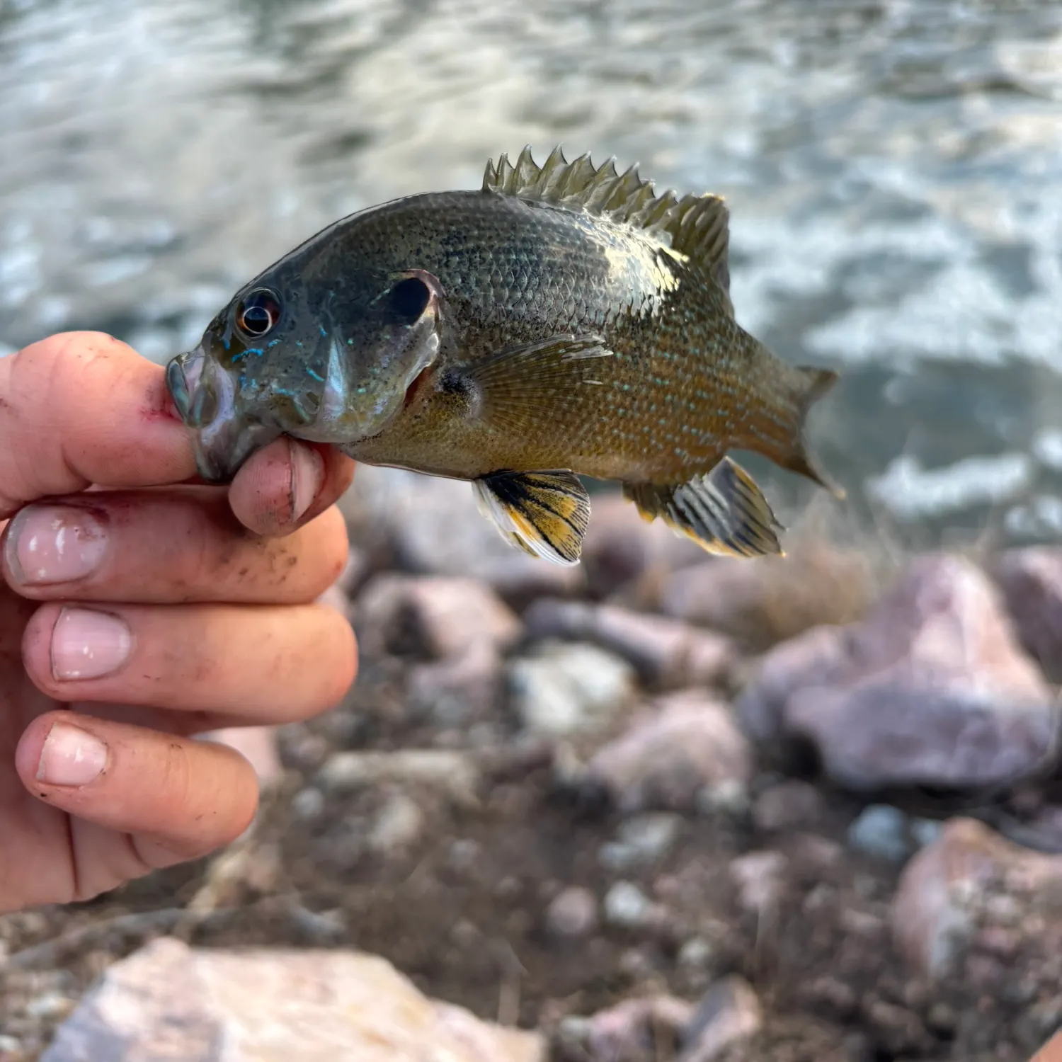 Redear sunfish caught on Fishbrain