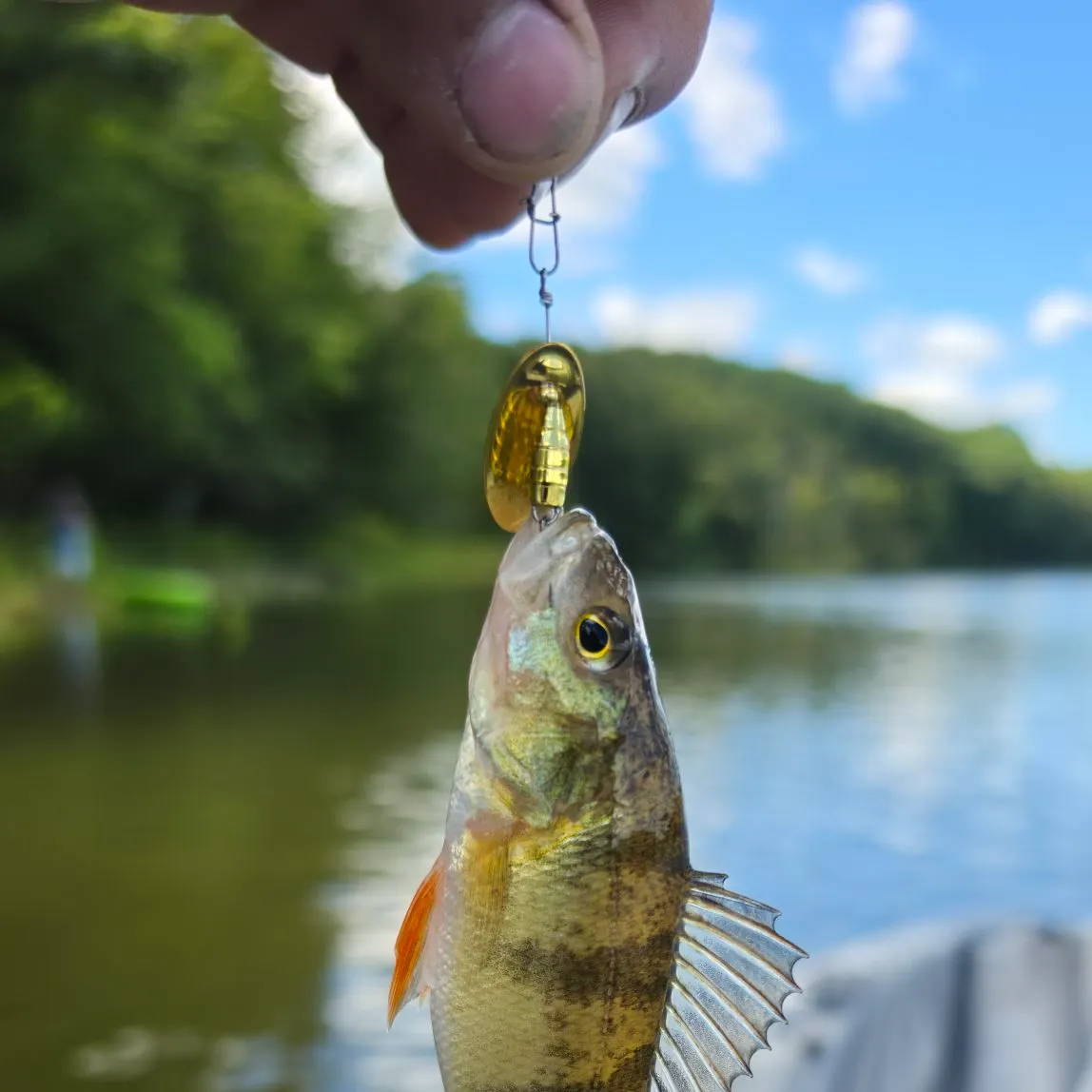 Yellow perch caught on Fishbrain